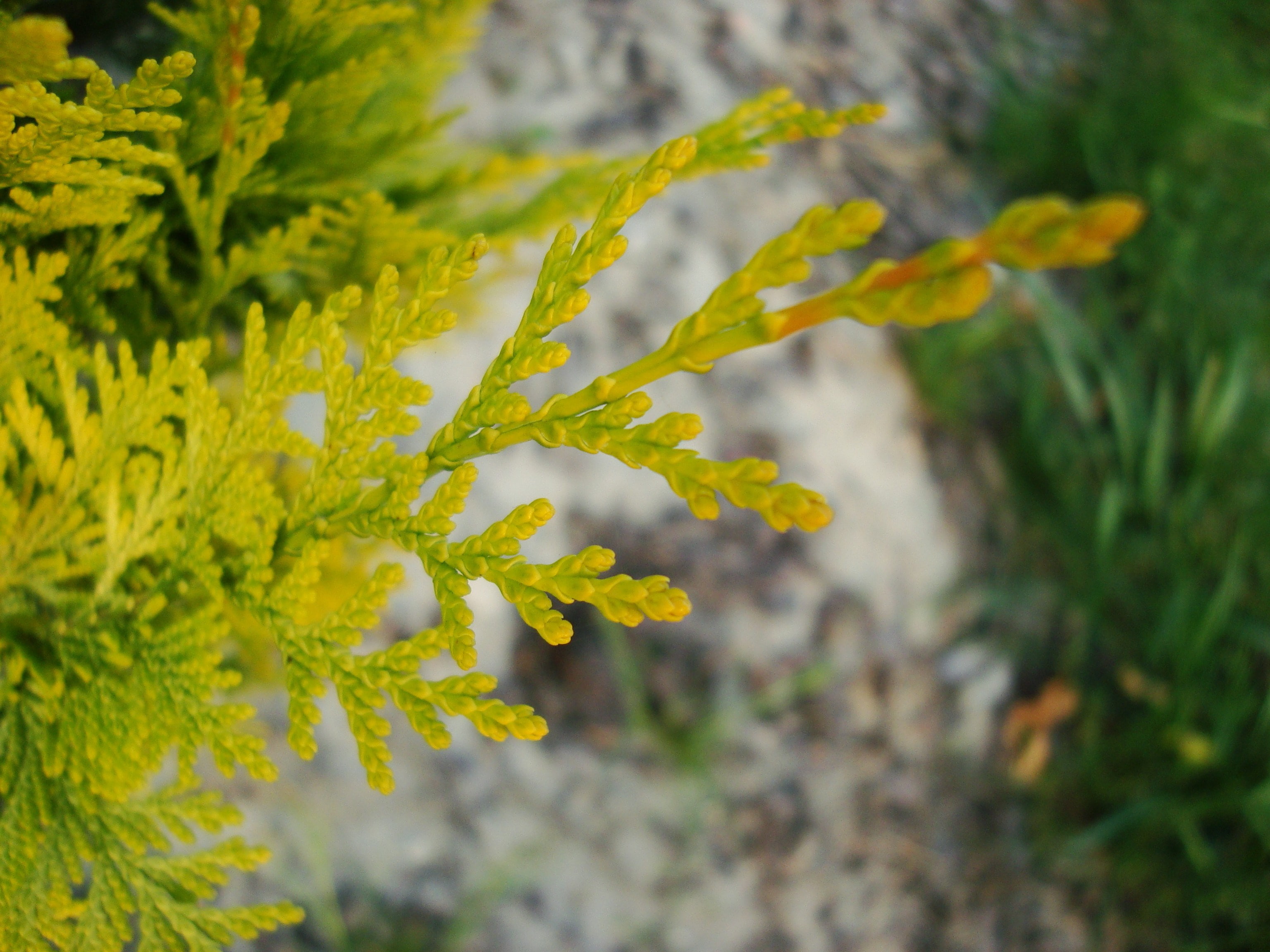 green color, nature, vulnerability, yellow, photosynthesis, fragility, flower head, plant, day, freshness, 2K, flower, bright, no people, close up, tranquility, HD Wallpaper