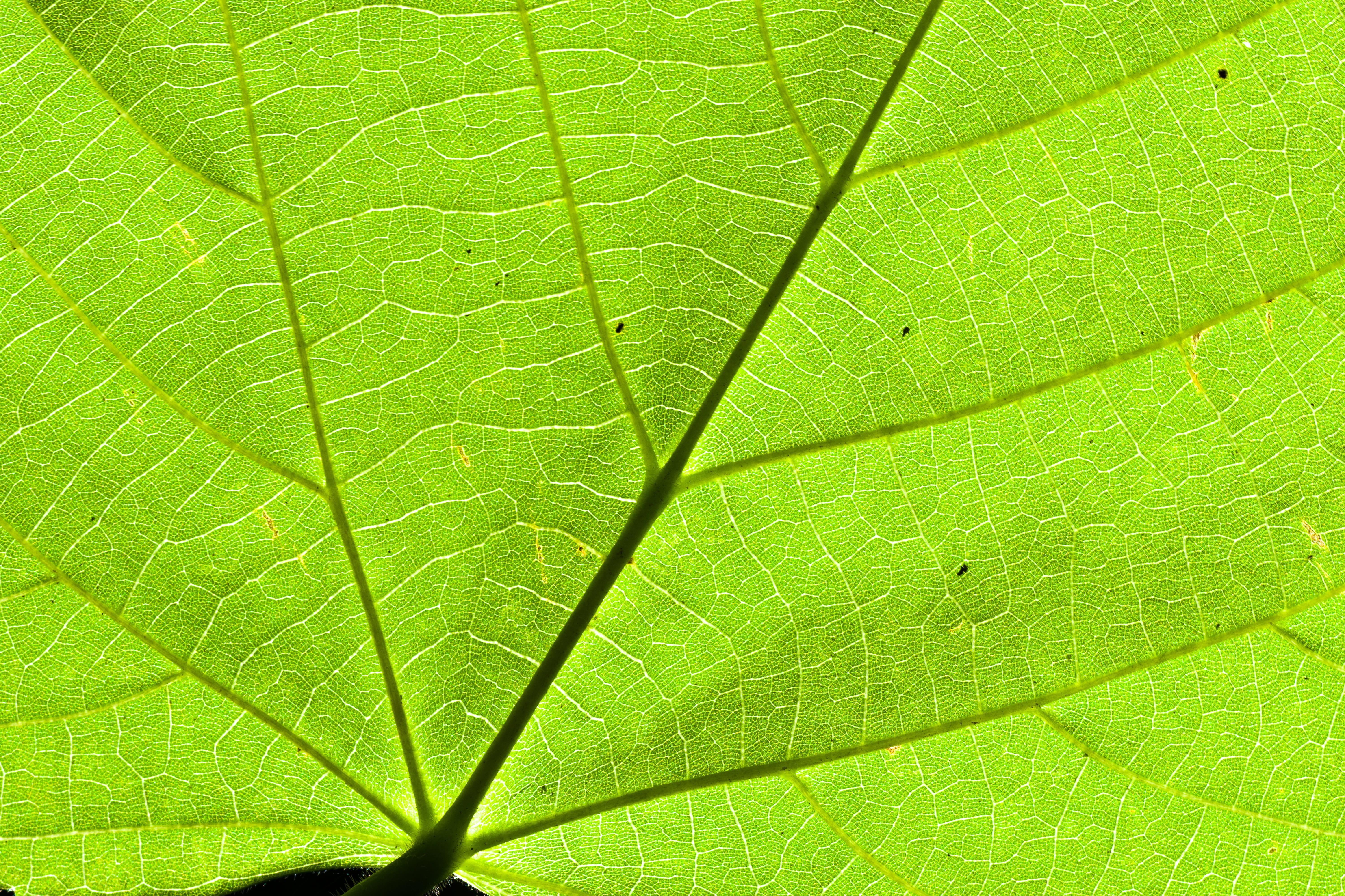 botany, no people, leaf, nature, green color, growth, day, linde, green, bottom, detail, textured, natural pattern, leaf veins, close-up, purity, macro, HD Wallpaper