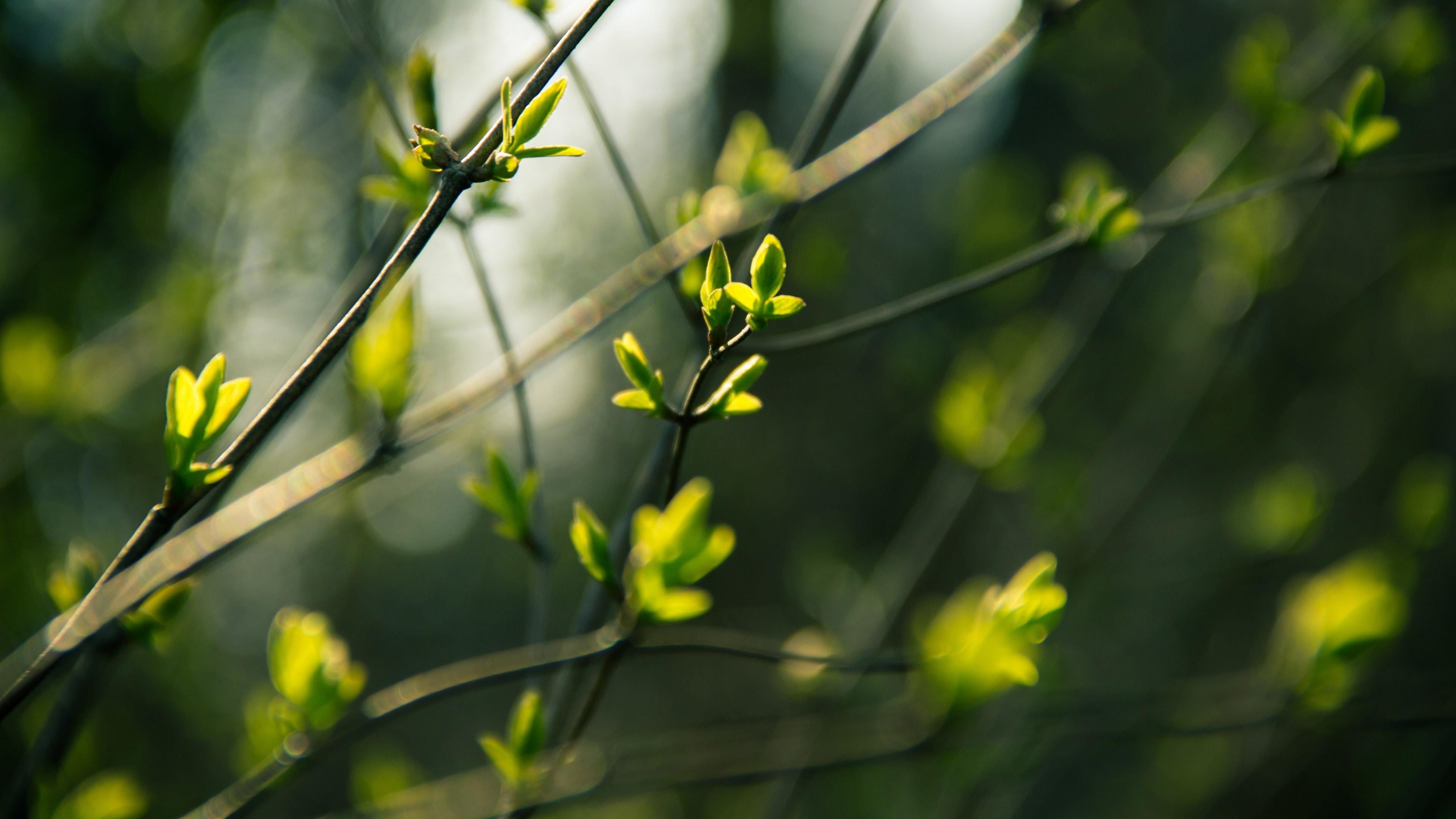focus on foreground, vulnerability, plant part, outdoors, sunlight, plant, no people, flower, spring, 4K, buds, close-up, fragility, selective focus, growth, HD Wallpaper