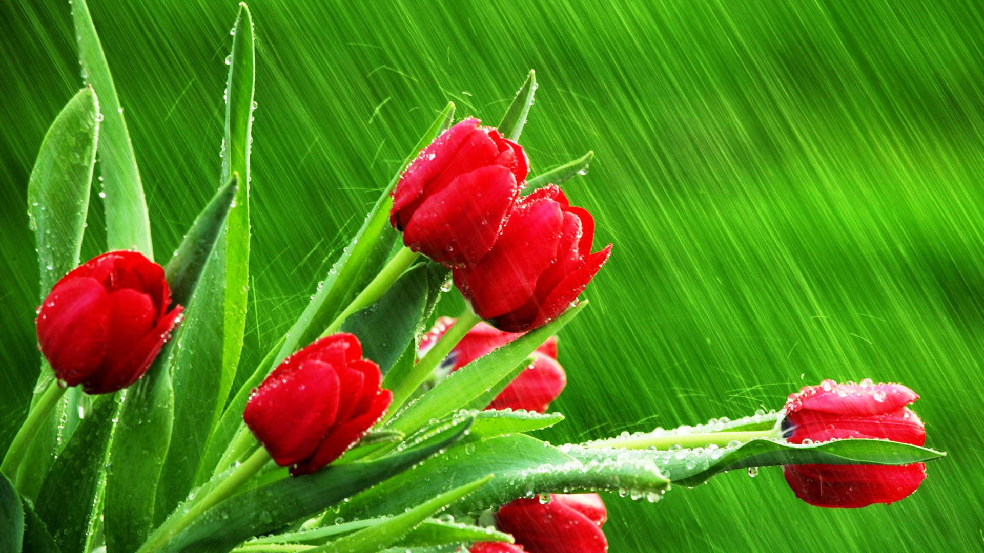 beauty in nature, close, leaf, water, sweet, fresh, stem, valentine, petal, freshness, flower, blossom, day, vulnerability, healthy, summer, close-up, pepper, HD Wallpaper