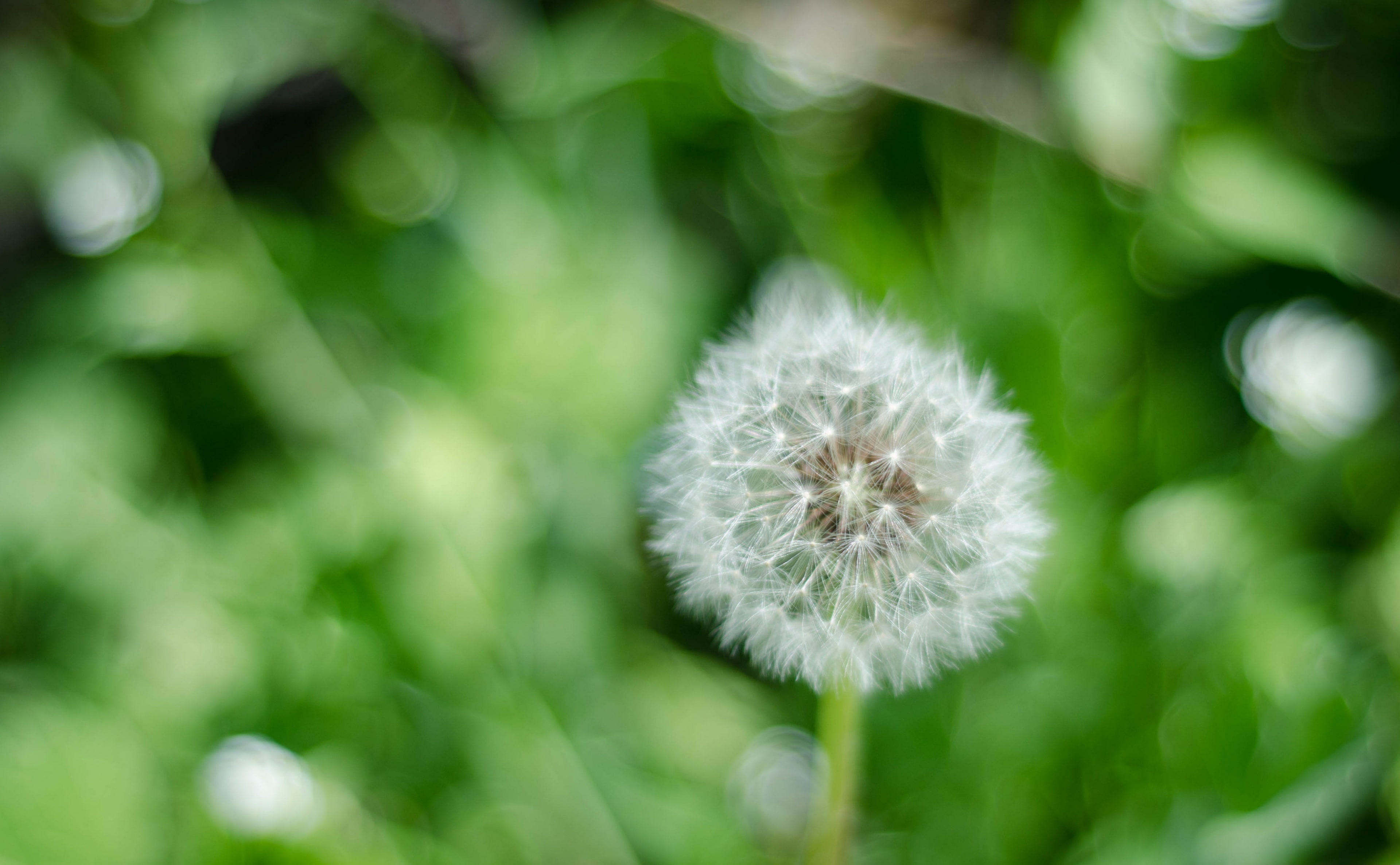 no people, plant, bright, dandelion, softness, white color, spring, close-up, photosynthesis, Bokeh, selective focus, vulnerability, dandelion seed, flower head, HD Wallpaper