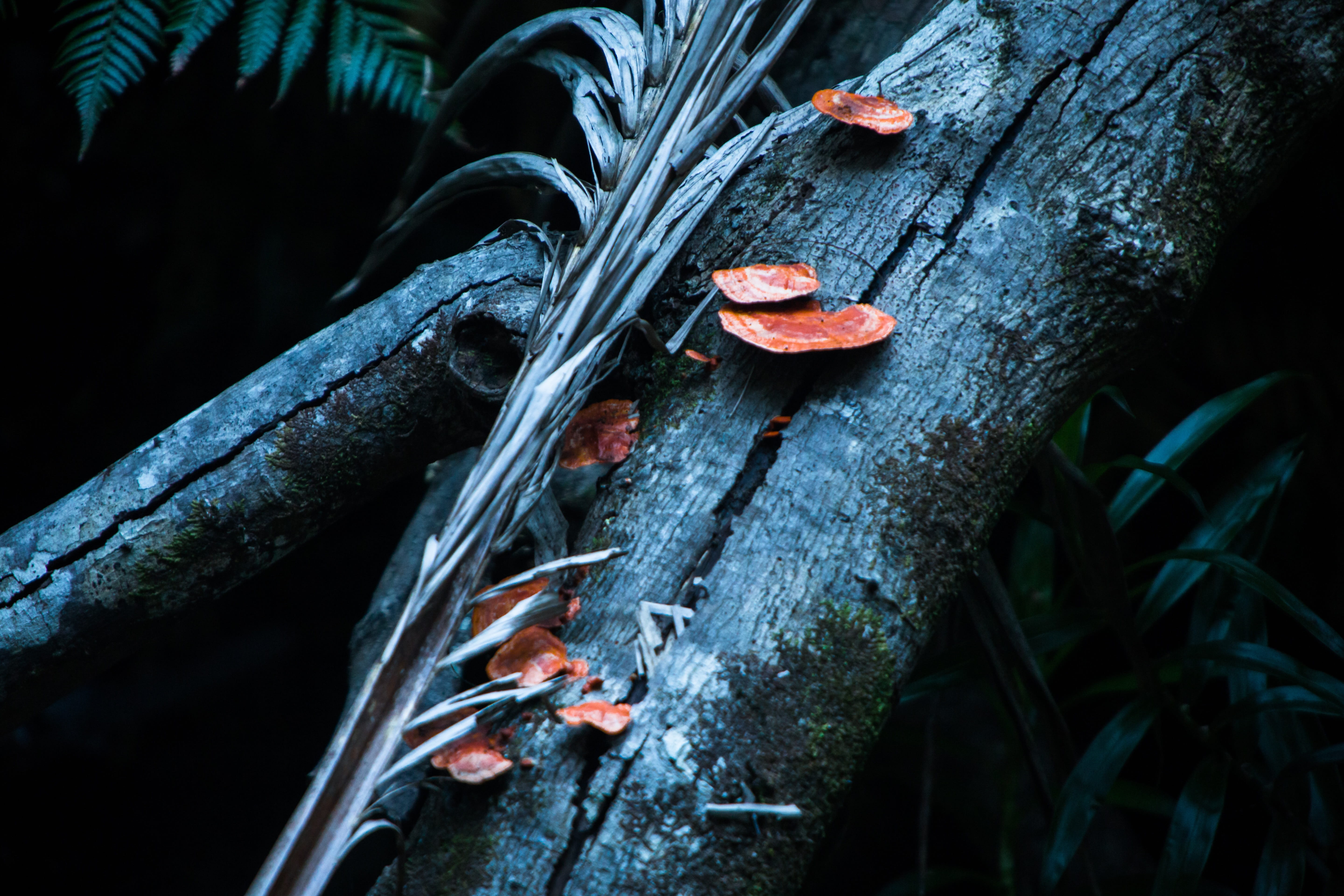 tree, close-up, plant, animal wildlife, morsch, day, forest, climbing, activity, tree trunk, wood, plant part, wood - material, animal themes, outdoors, HD Wallpaper