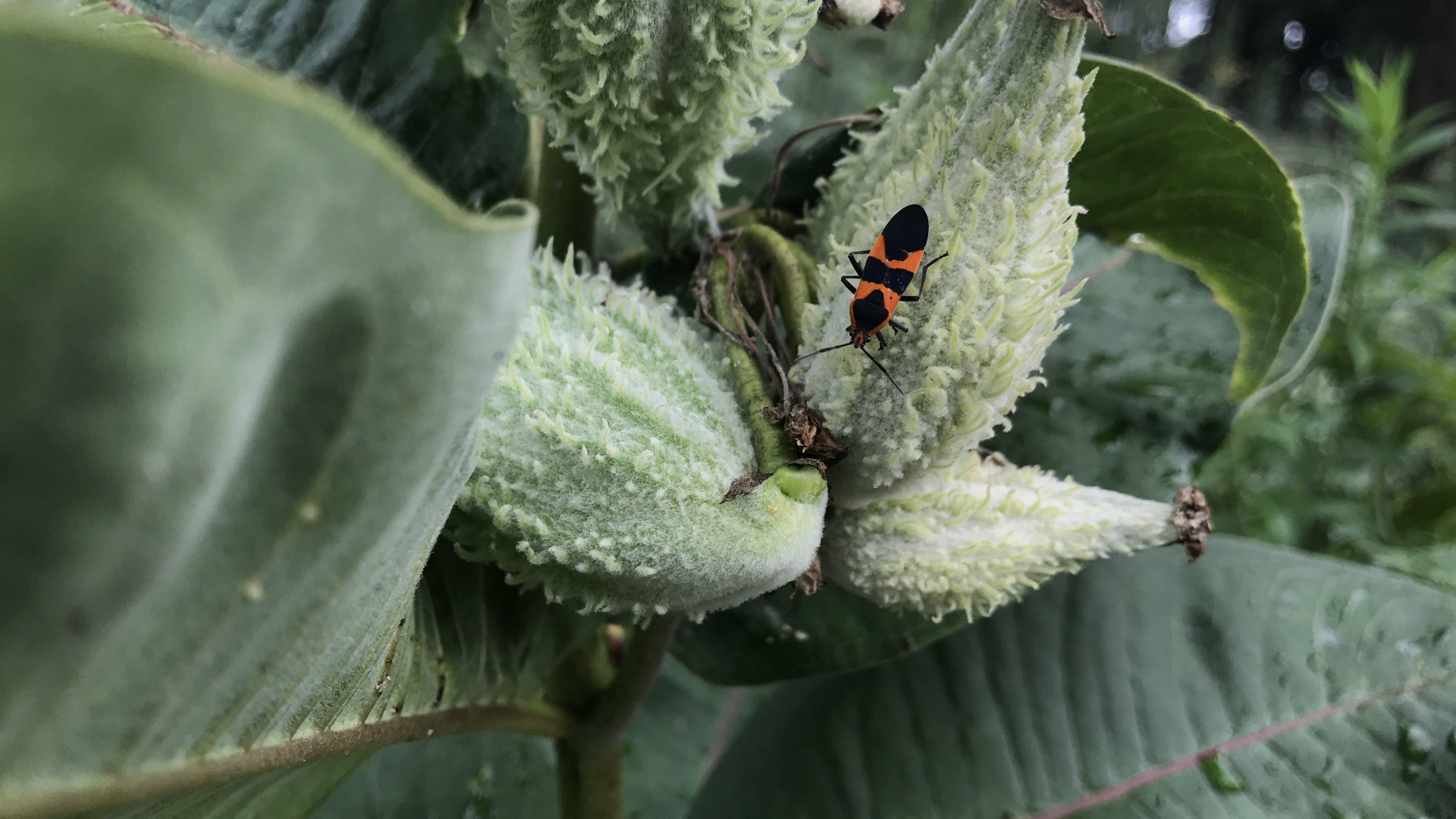 animal wildlife, one animal, invertebrate, insect, animal, green color, outdoors, day, plant part, leaf, animal themes, plant stem, growth, no people, ladybug, HD Wallpaper
