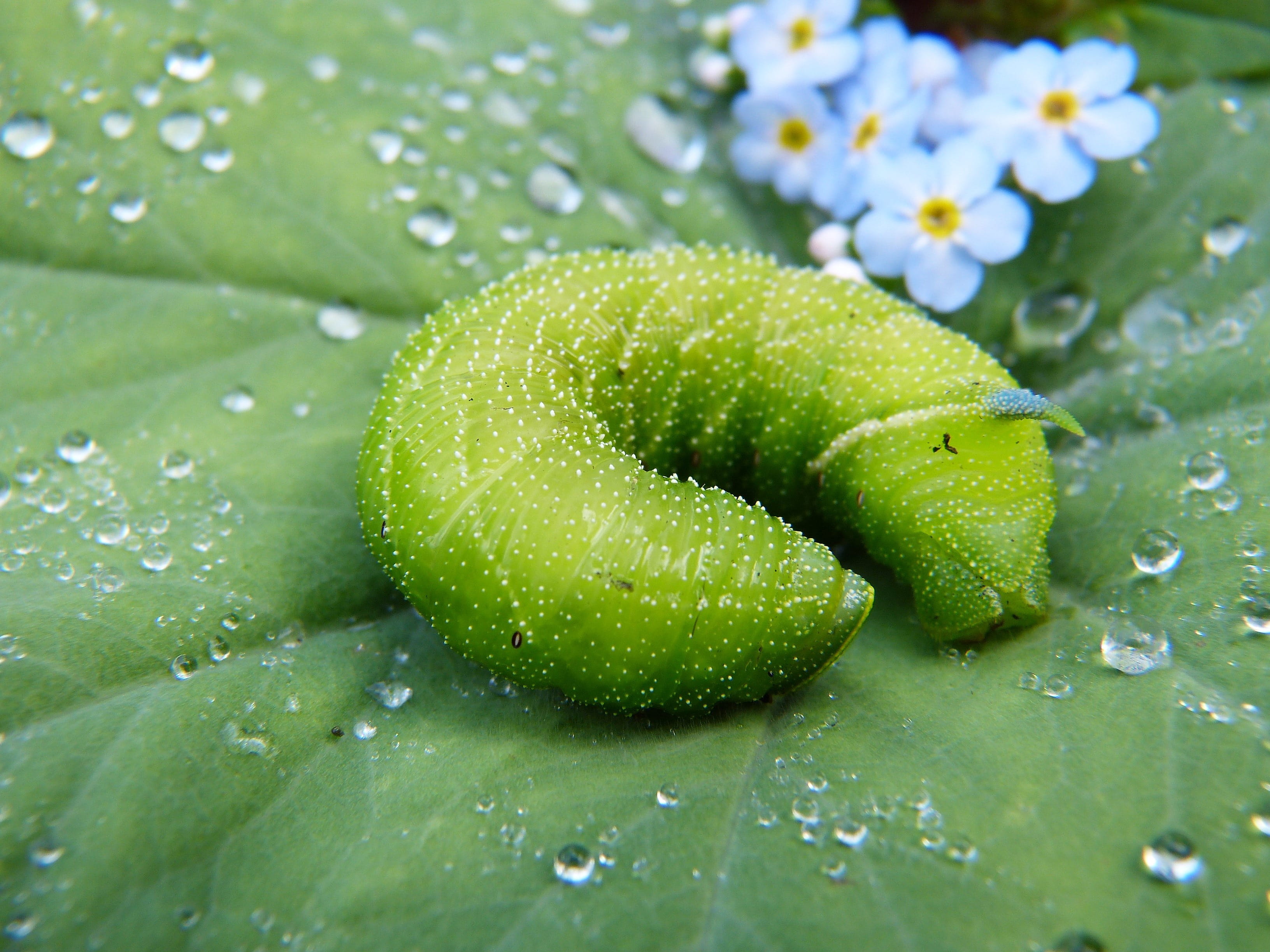 selective focus, caterpillar, flower, wet, protection of species, winch hawk moth, dewdrop, leaf veins, water, flowering plant, green, growth, raindrop, HD Wallpaper