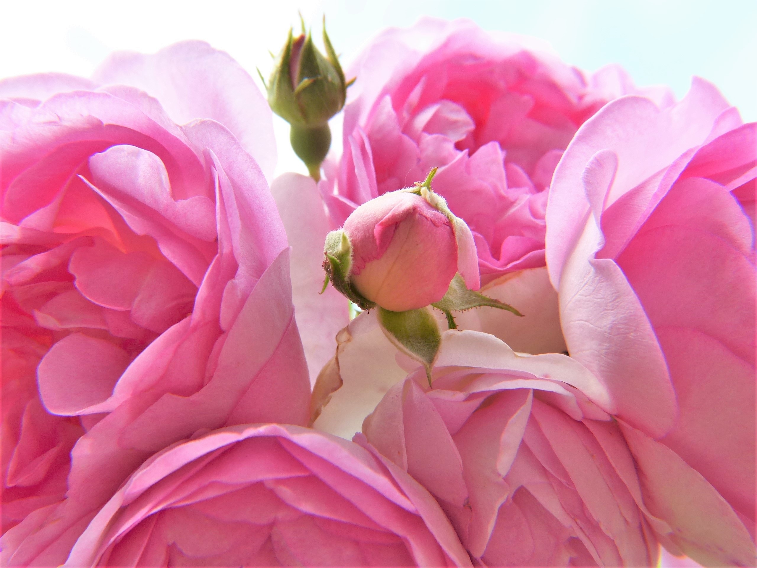 freshness, beauty, fragility, close-up, close, one animal, pink, biological, flowering plant, nature, spray, pink Color, no people, plant protection, light, HD Wallpaper