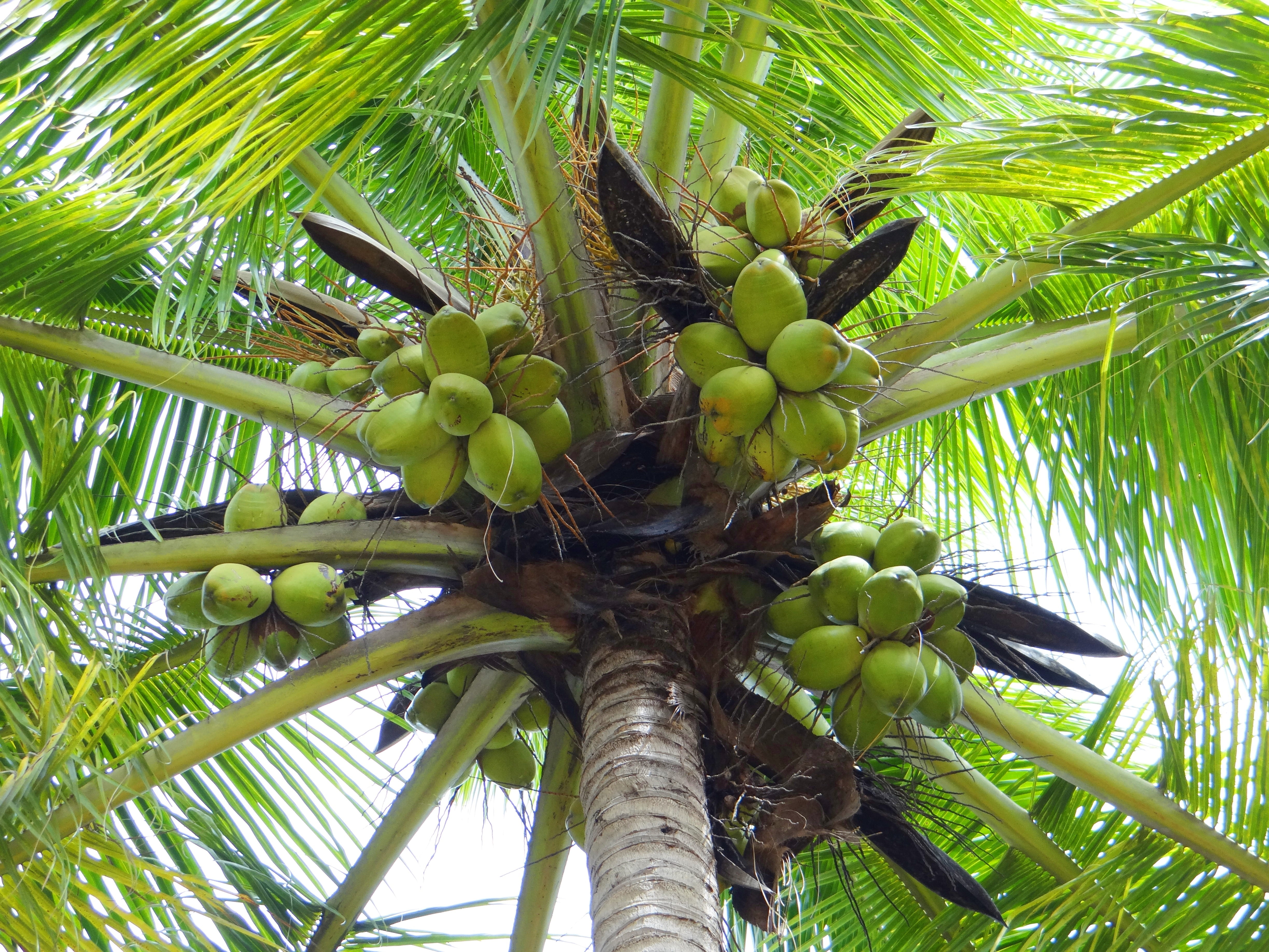 photo, fresh, growth, coconut palm tree, outdoors, ingredient, palm tree, nature, tropical fruit, dharwad, leaf, juicy, tropical tree, leaves, tropical climate, HD Wallpaper