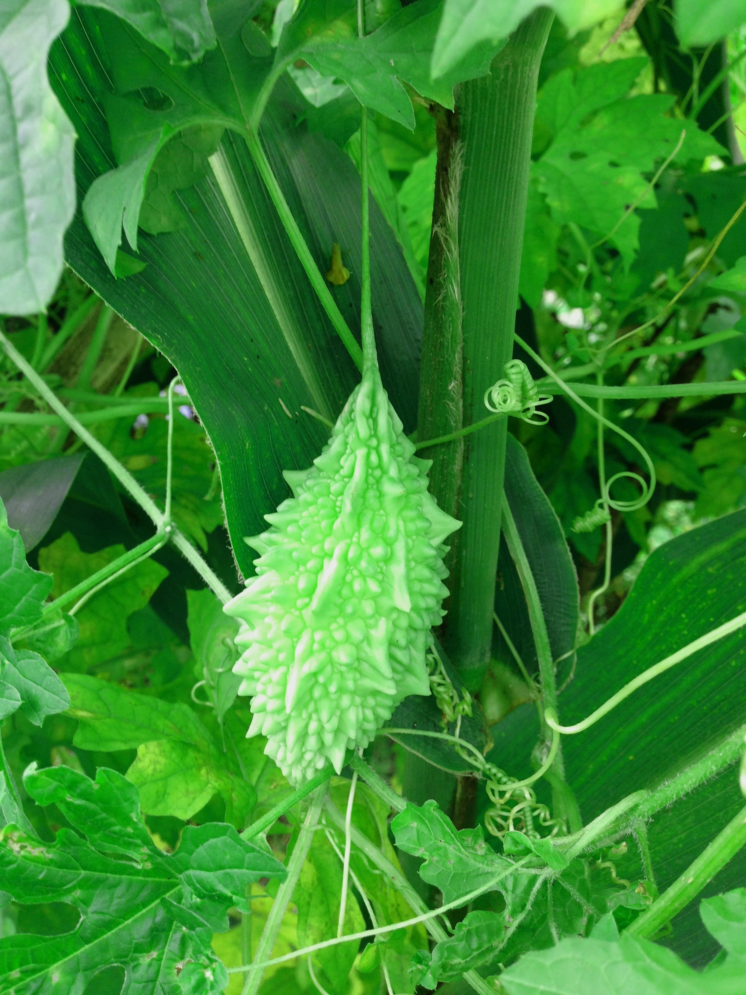 nutrition, freshness, gourd, plant part, growth, eat, nutritious, food, day, green color, bitter gourd, fresh, nature, vegetable, diet, dew, outdoors, land, Phone HD Wallpaper