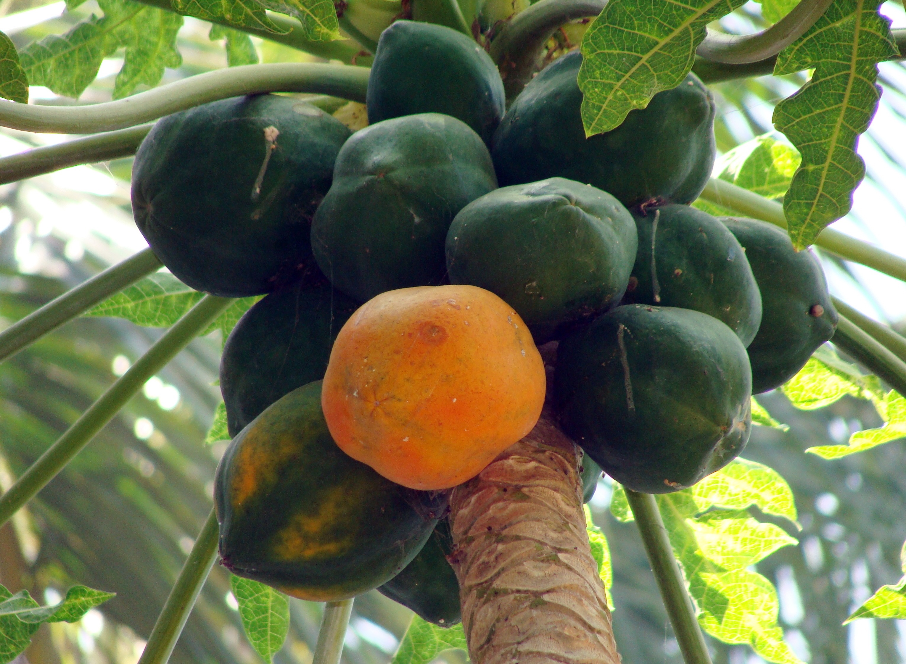healthy, food, tree, leaf, close-up, natural, karnataka, green color, tasty, summer, nature, india, no people, outdoors, dharwad, ingredient, 2K, health, HD Wallpaper