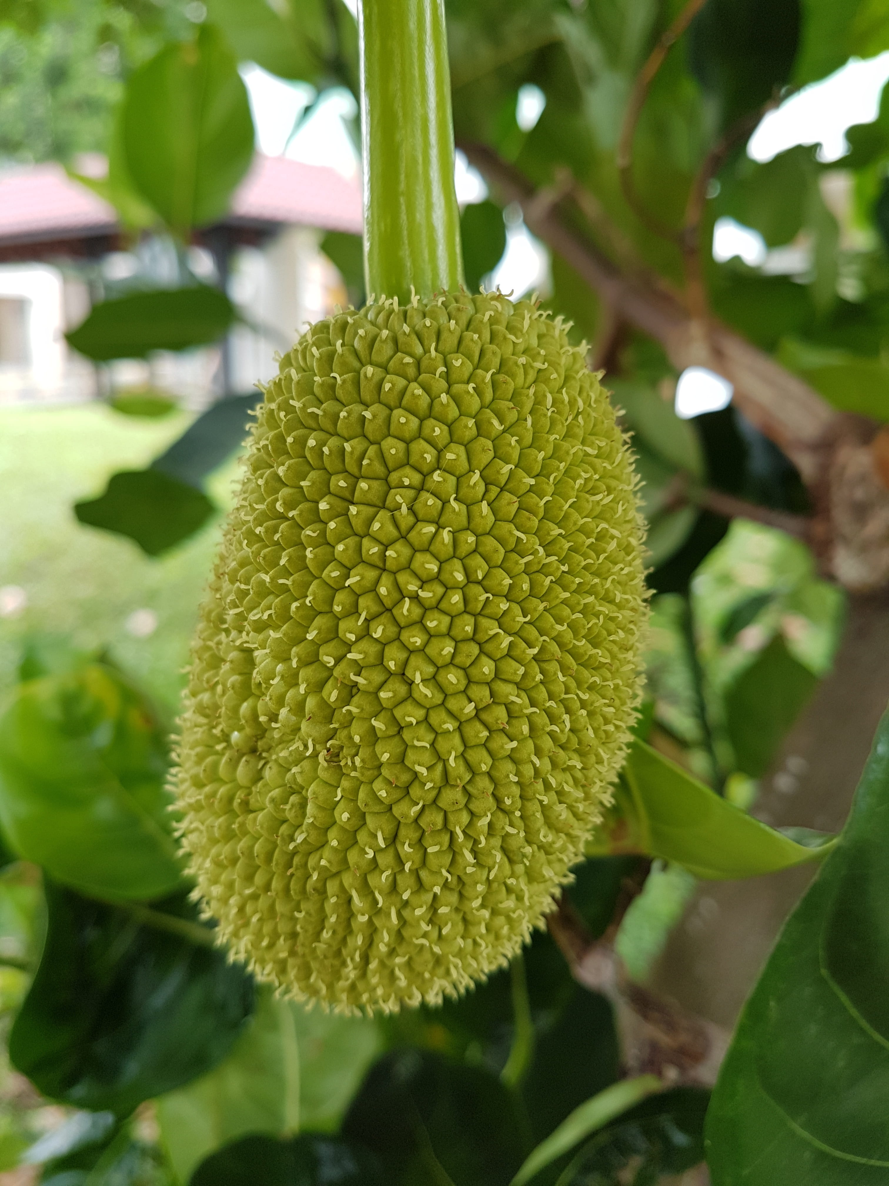 food, tropical, tree, focus on foreground, growth, food and drink, beauty in nature, plant part, fruit, outdoors, leaf, summer, tasty, natural, day, flower, Phone HD Wallpaper