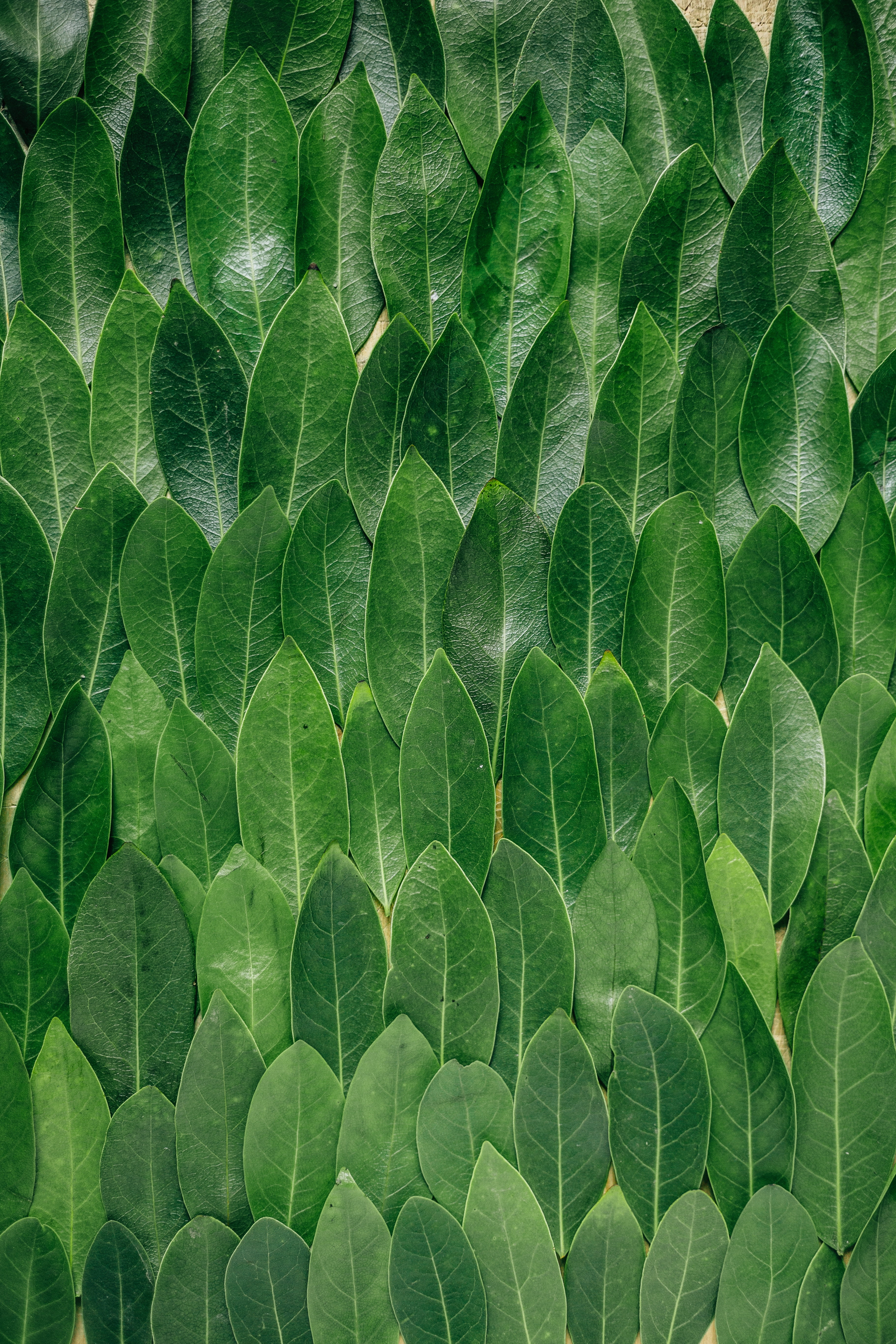 natural pattern, leaves, full frame, leaf, close-up, laurel, plant part, 5K, directly above, green, leaf vein, growth, mango, green color, vulnerability, Phone HD Wallpaper