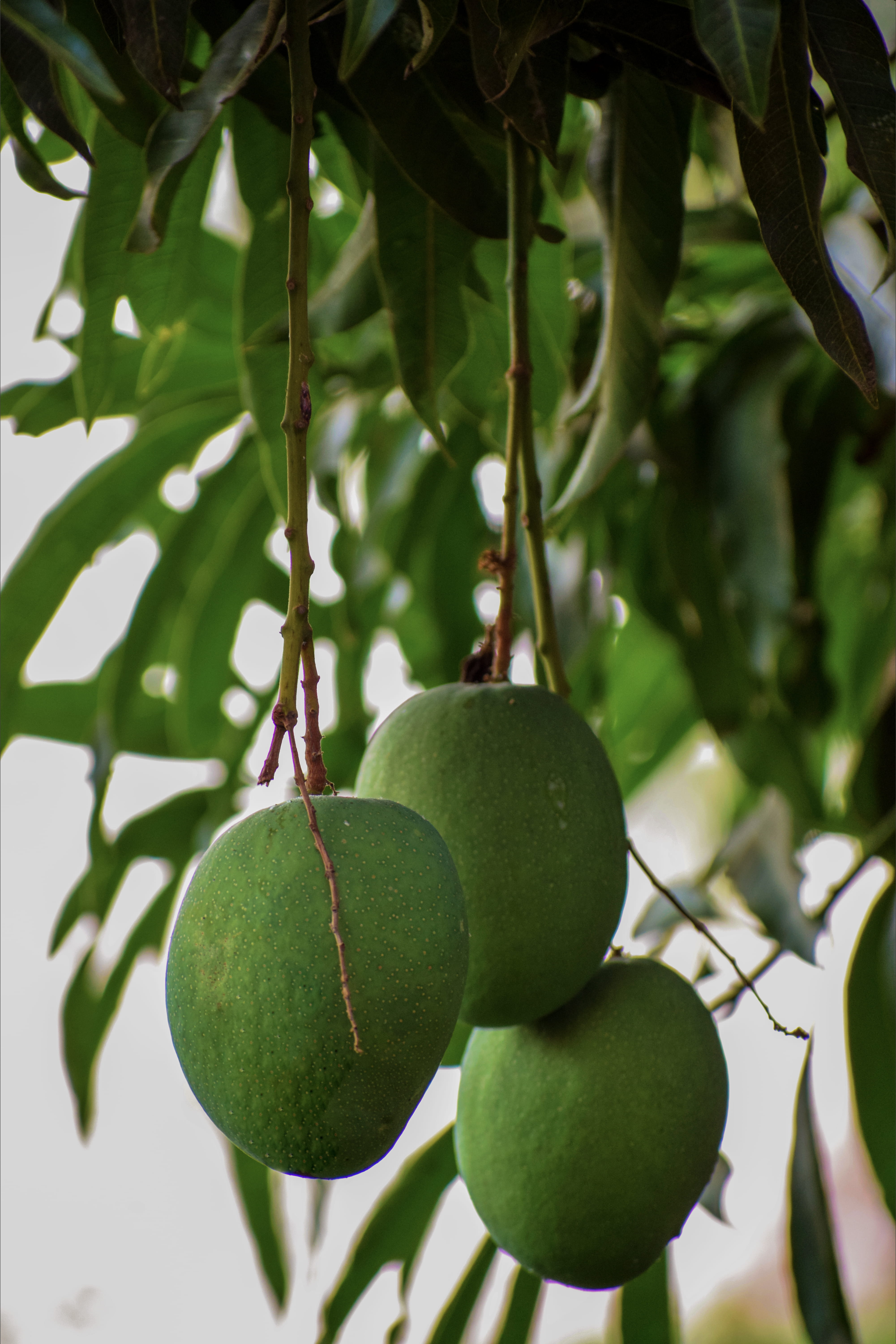 fruit tree, branch, india, day, green color, leaf, food, fruit, no people, food and drink, close-up, growth, nature, healthy eating, mysuru, focus on foreground, Phone HD Wallpaper