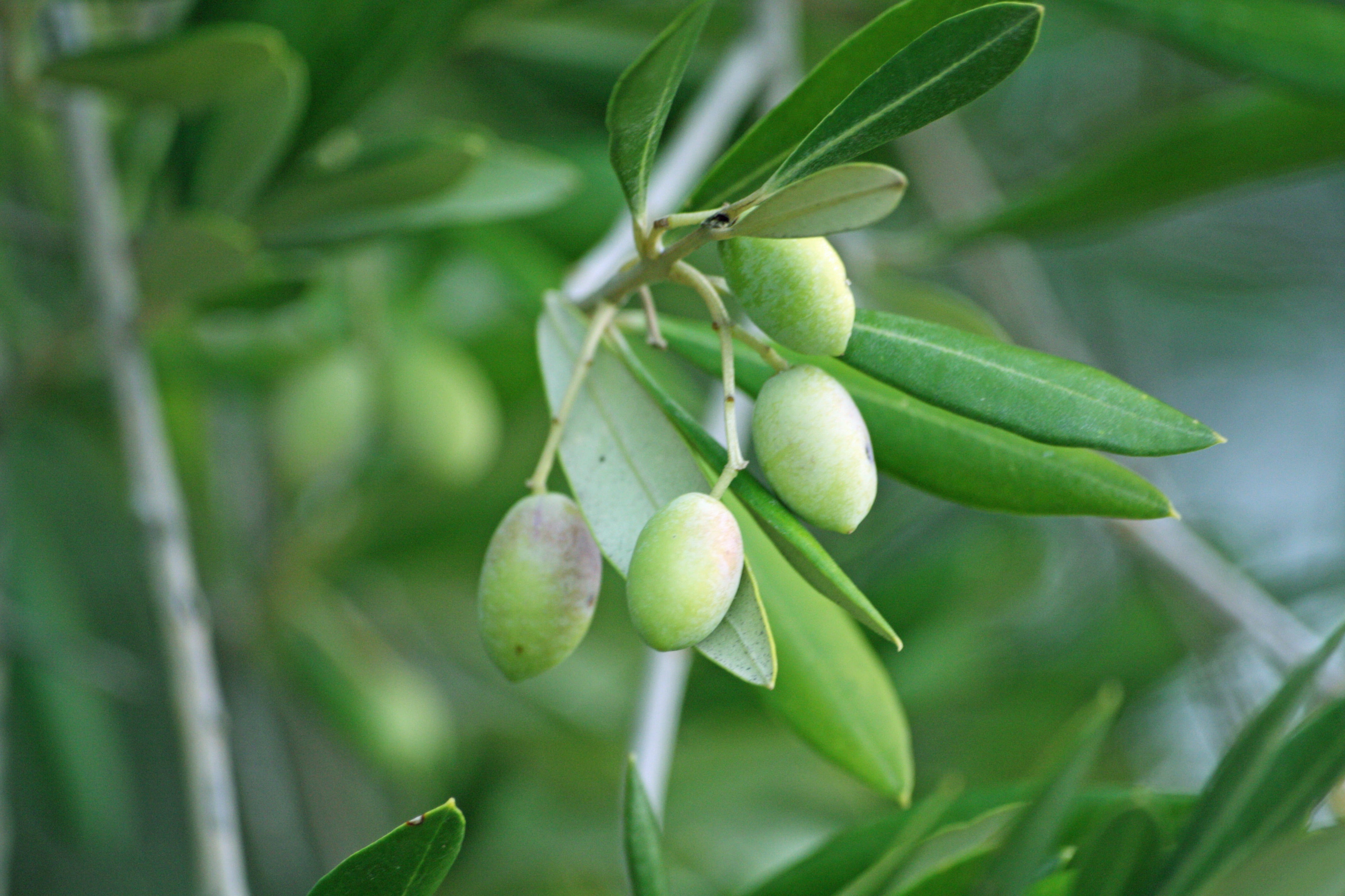 outdoors, olive tree, plant, nature, agriculture, countryside, growth, branch, freshness, plant part, mango, day, fruit, leaf, green, no people, 4K, wellbeing, HD Wallpaper