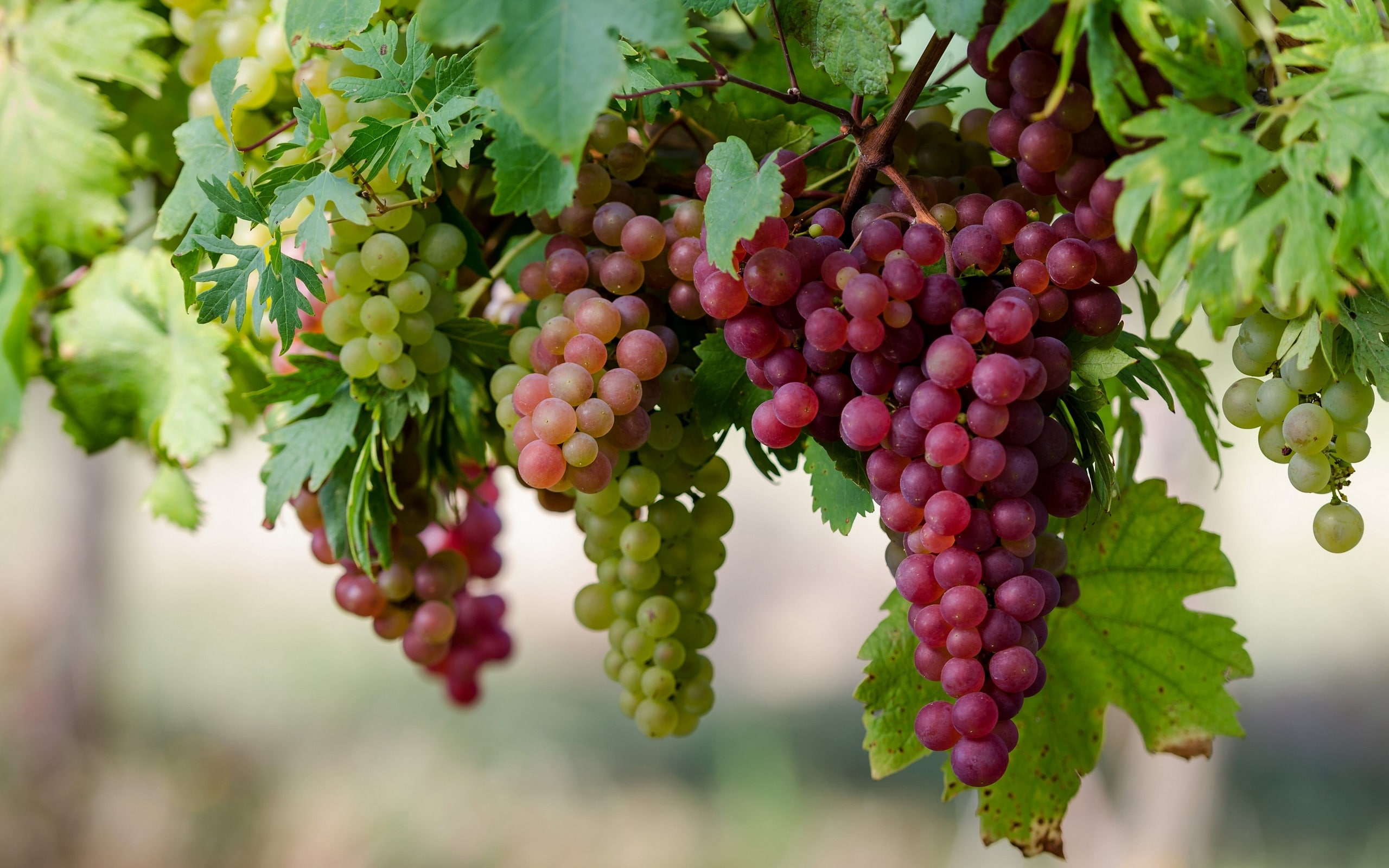 Grapes, Fruits, 2K, Sweet, close, HD Wallpaper