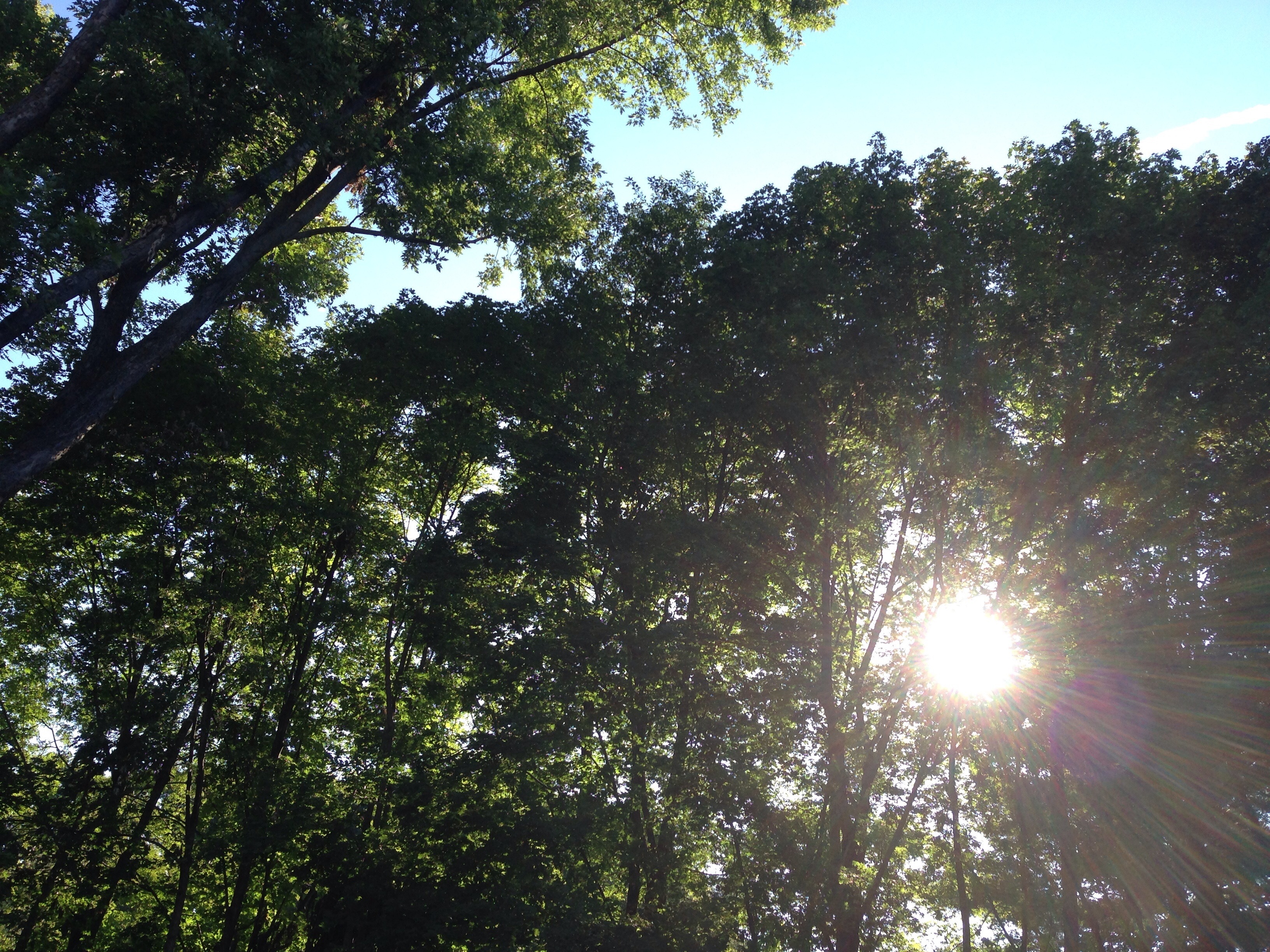 complementary, light, healer, bright, forest, spiritual, mind, sunlight, land, sunrays, beauty in nature, healing, tranquil scene, low angle view, sky, HD Wallpaper