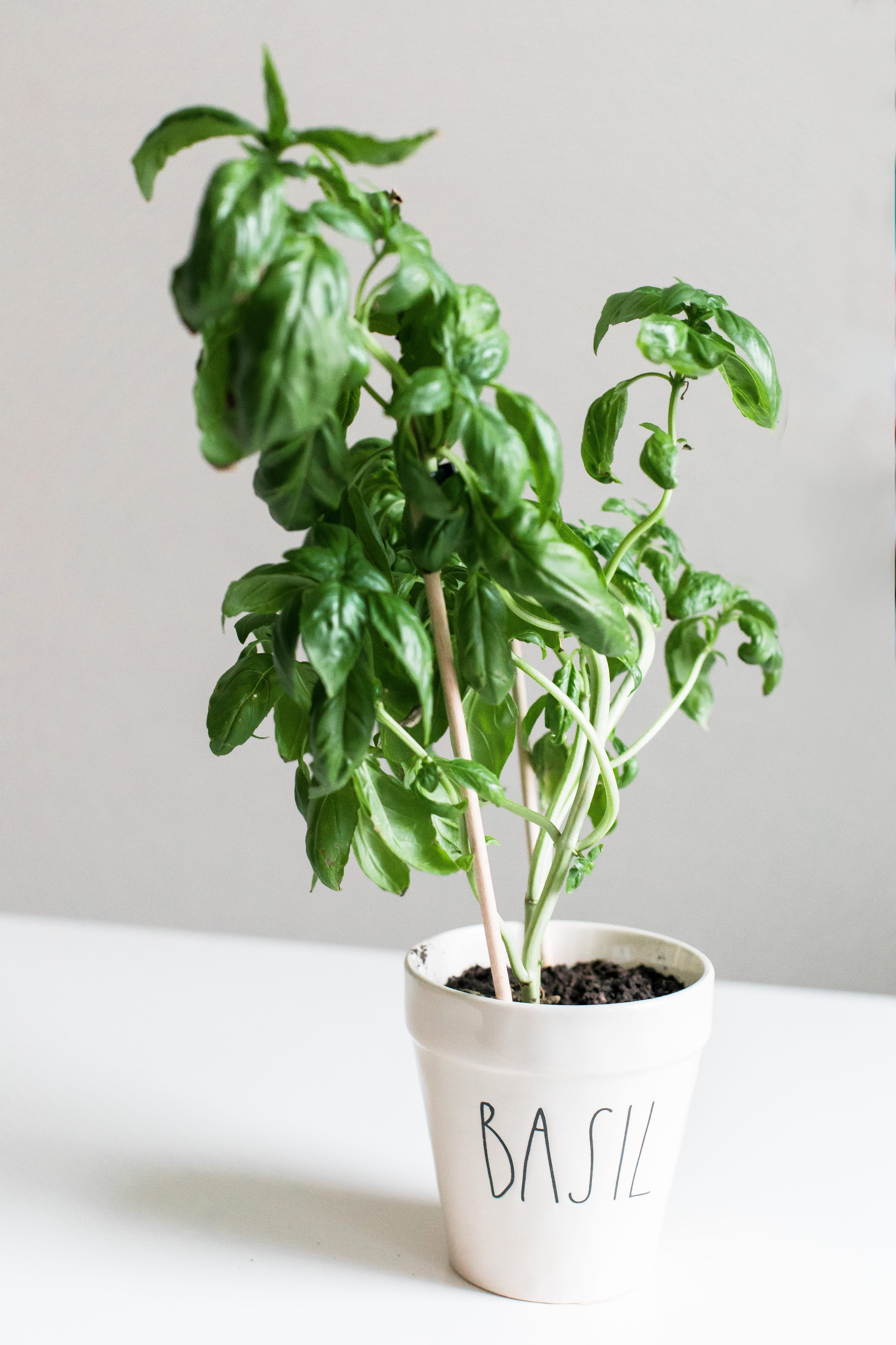 potted plant, herbal, white background, growth, food, zen, minimalism, still life, flower pot, greens, meditate, studio shot, indoors, leaf, plants, cooking, Phone HD Wallpaper