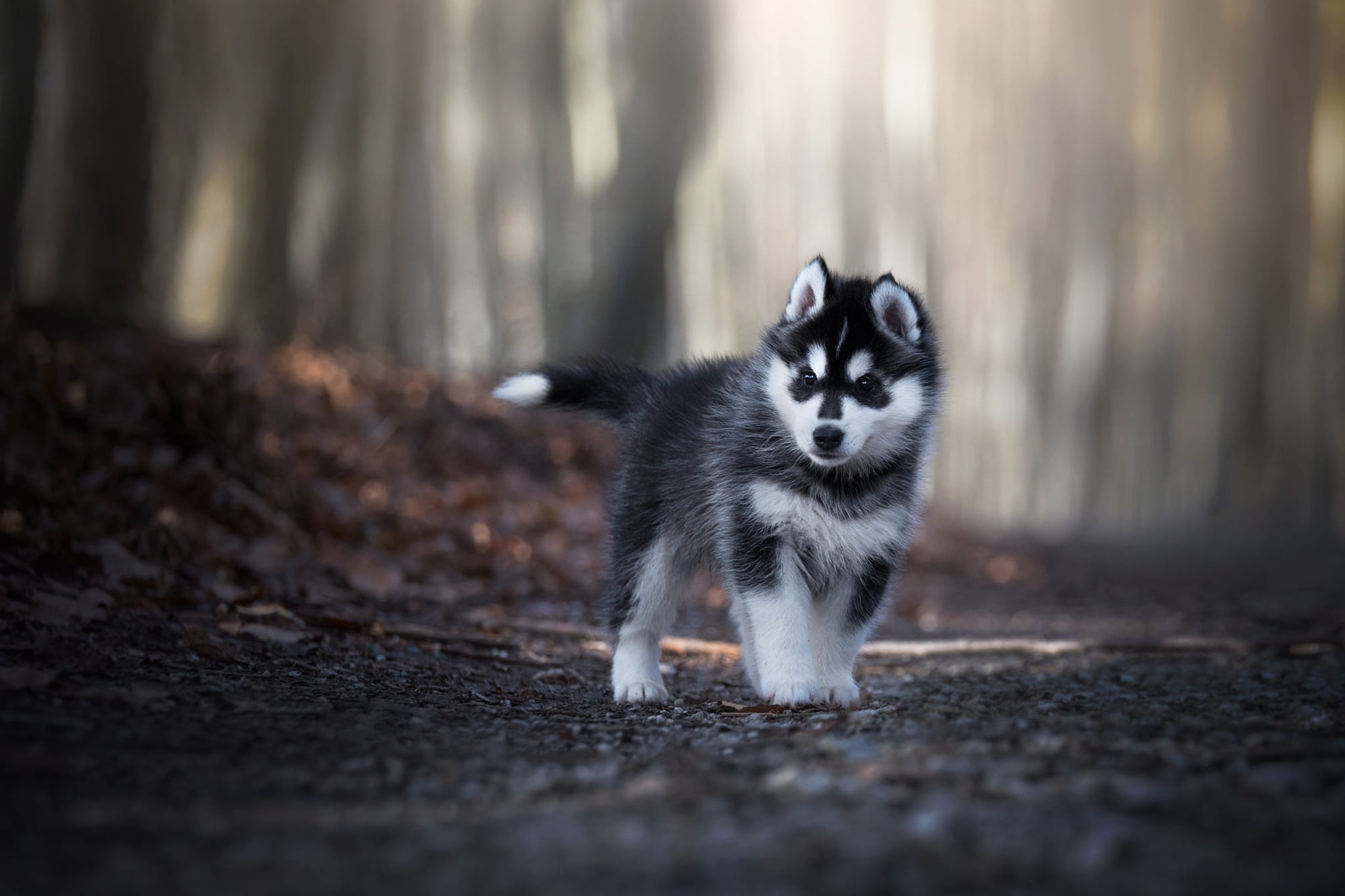 blurred, bokeh, light, look, puppy, walk, road, background, pose, adorable, face, Park, husky, trees, grey, baby, forest, dog, leaves, foliage, Siberian husky, HD Wallpaper