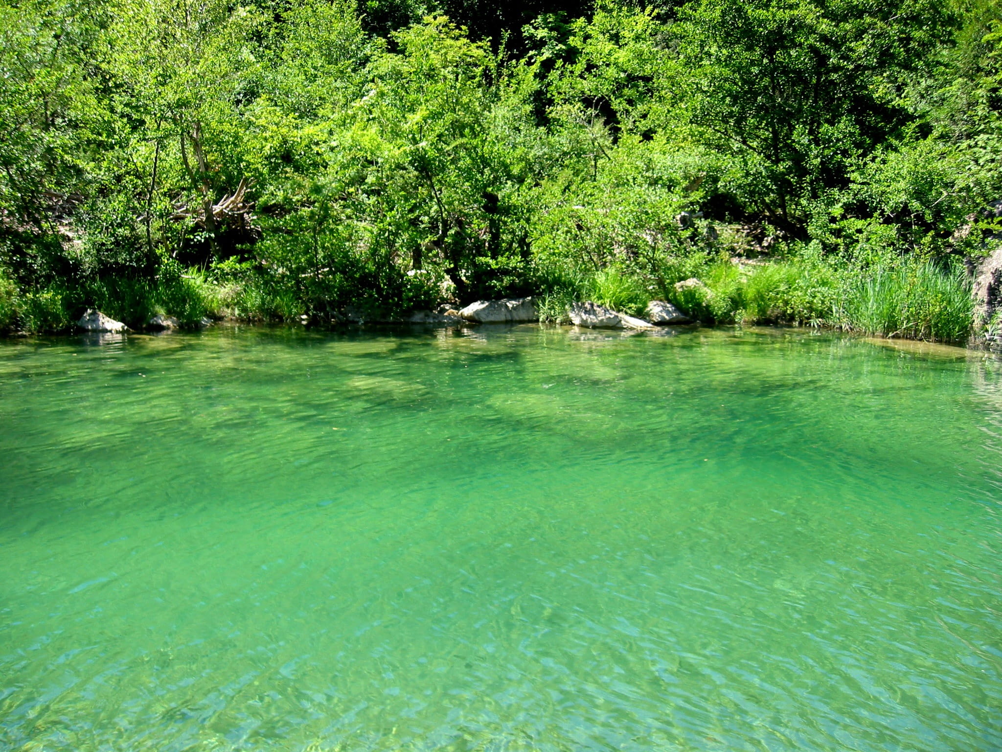 scenics - nature, australia, water, green, frisch, wet, idyllic, growth, environment, non-urban scene, green color, little lake, tranquil scene, tranquility, HD Wallpaper