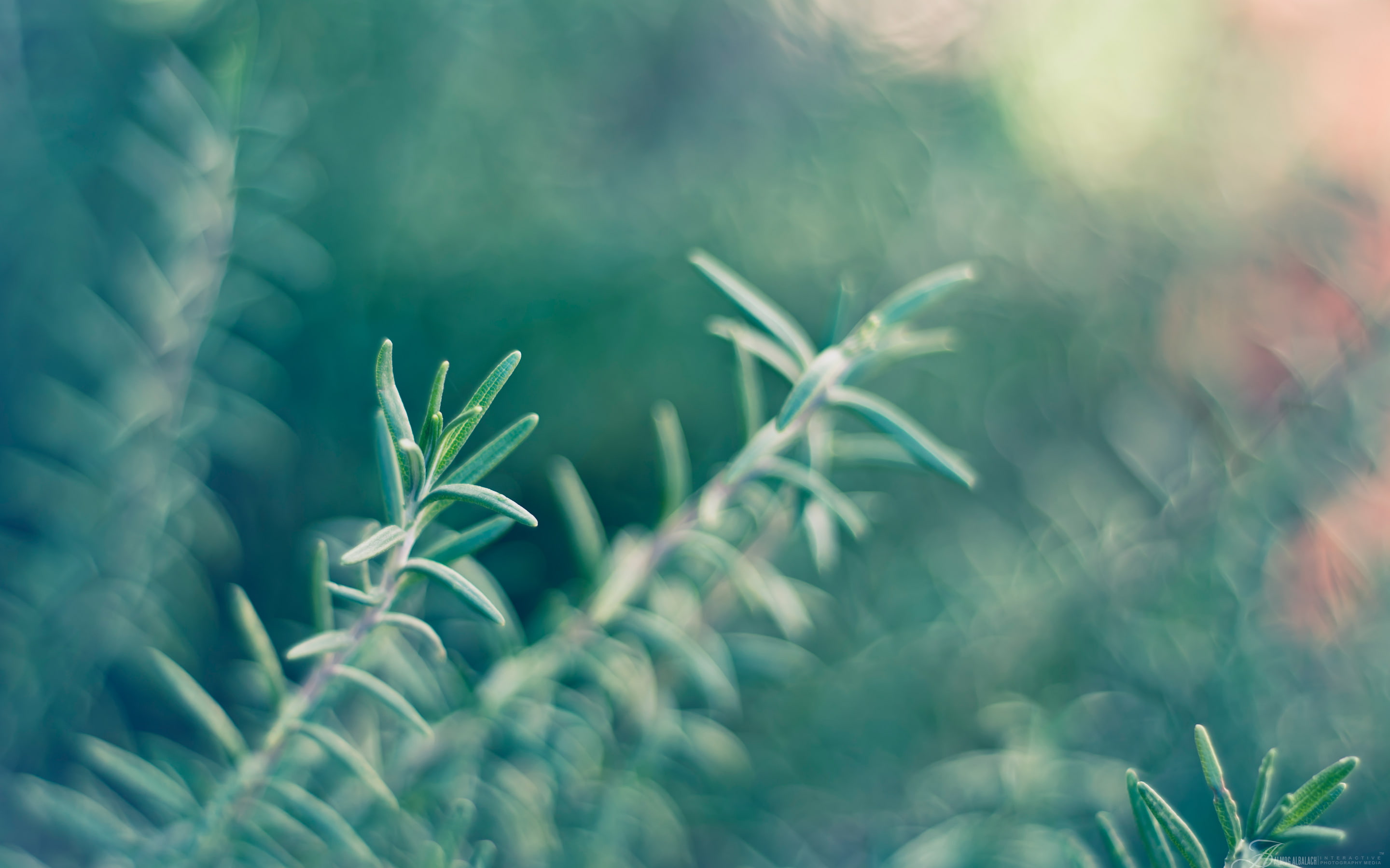 2K, rosemary, HD Wallpaper