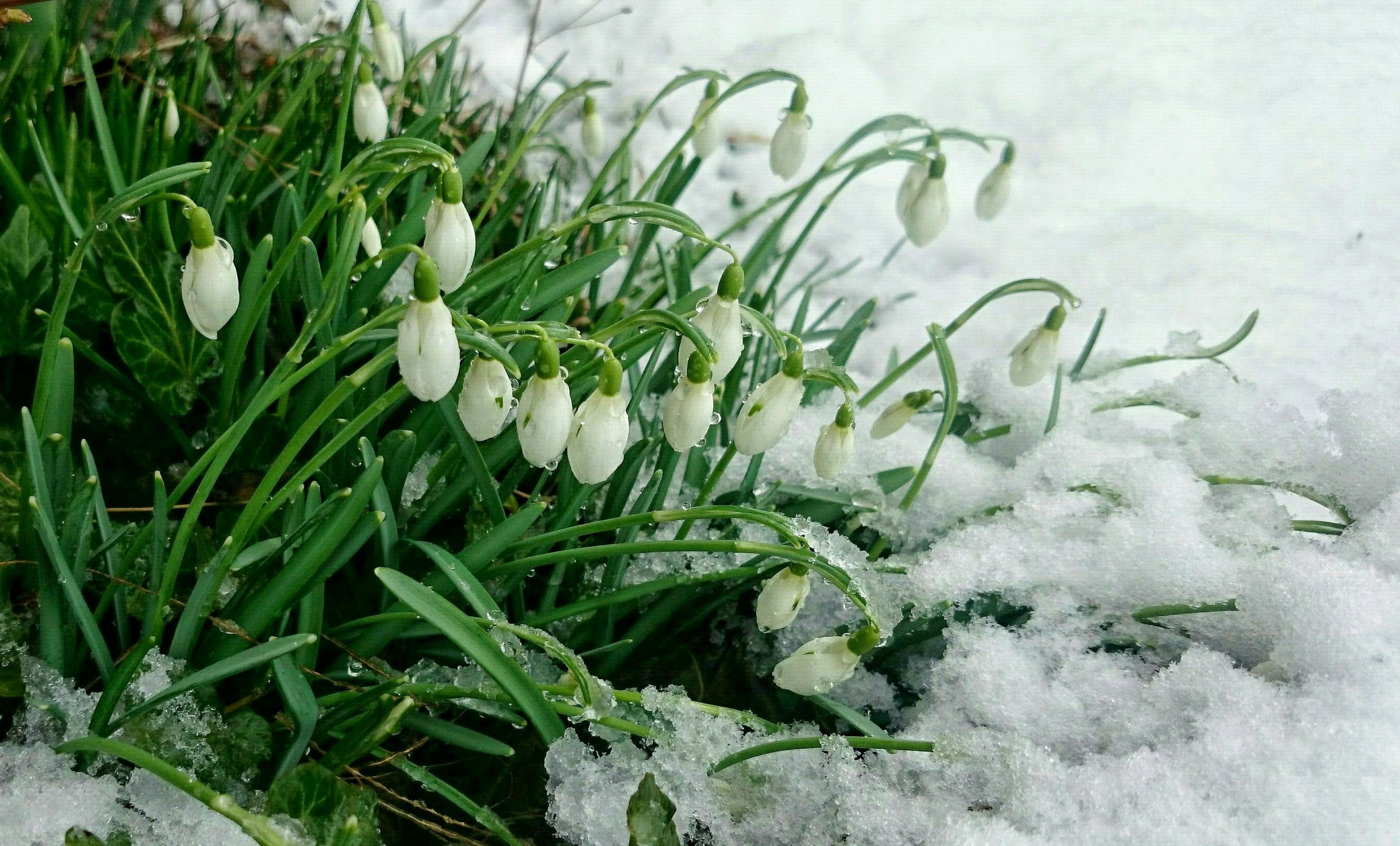 vegetarian food, winter, wet snow, cold temperature, snow, green, wellbeing, snowdrops, vegetable, food, snowfield, plant, herb, spice, flowers, buried, HD Wallpaper
