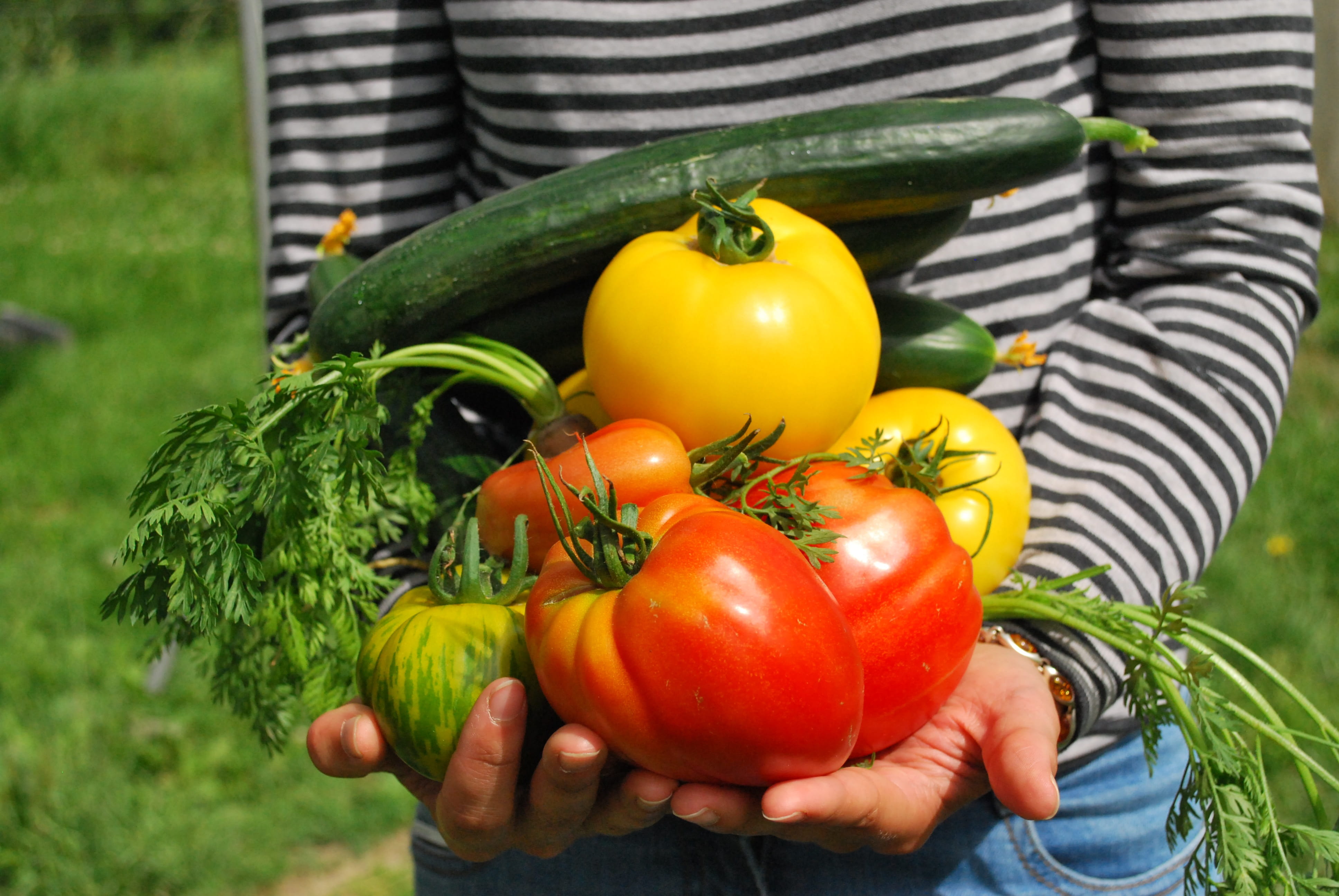 celery, gardener, midsection, yellow, healthy eating, bell pepper, hand, tomato, yellow bell, day, bell, agriculture, long, person, food, real people, freshness, HD Wallpaper