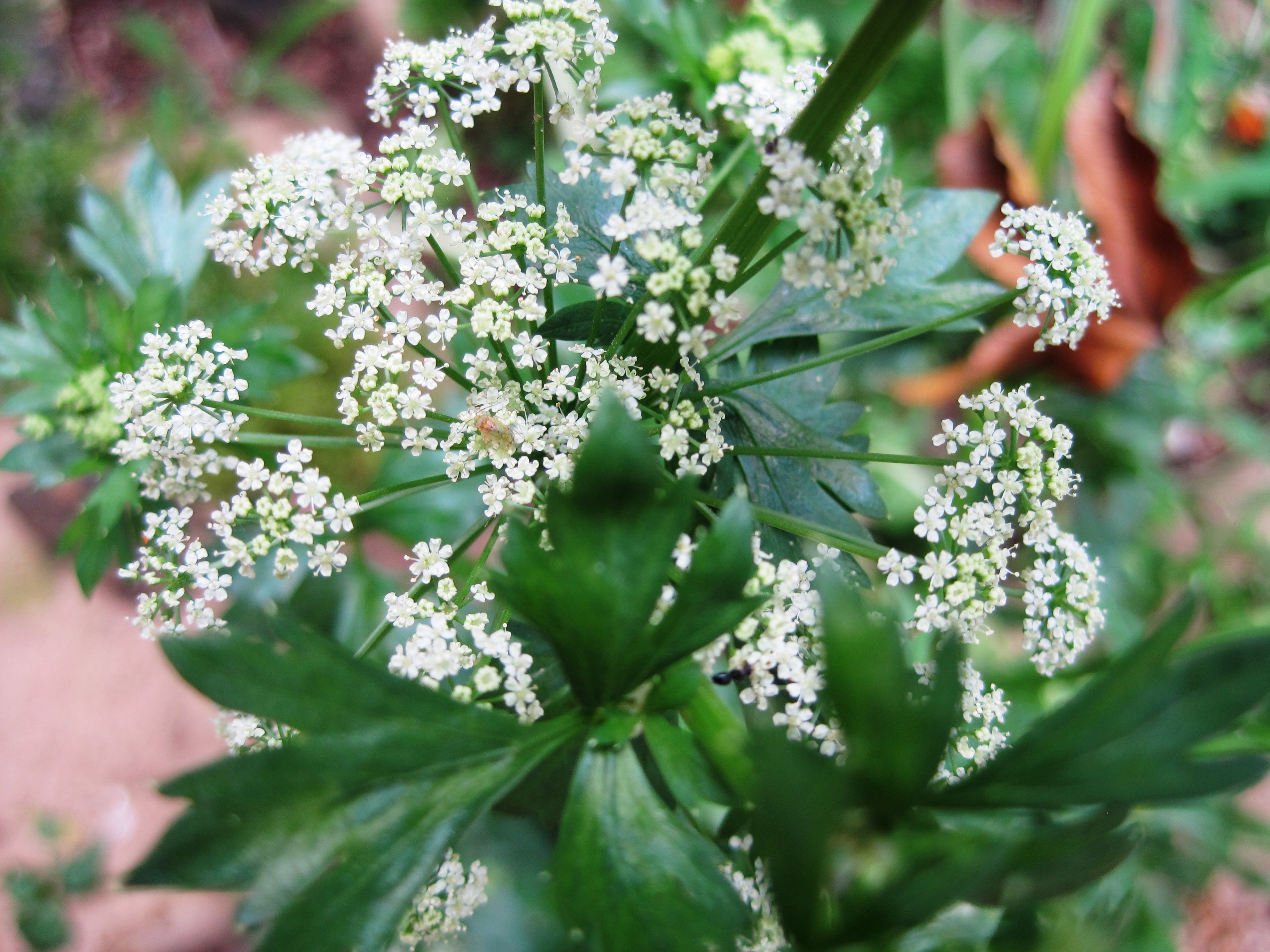 fragility, flower head, flowering plant, selective focus, close-up, fine flowers, leaf, focus on foreground, plant, 2K, nature, day, no people, white spray, HD Wallpaper