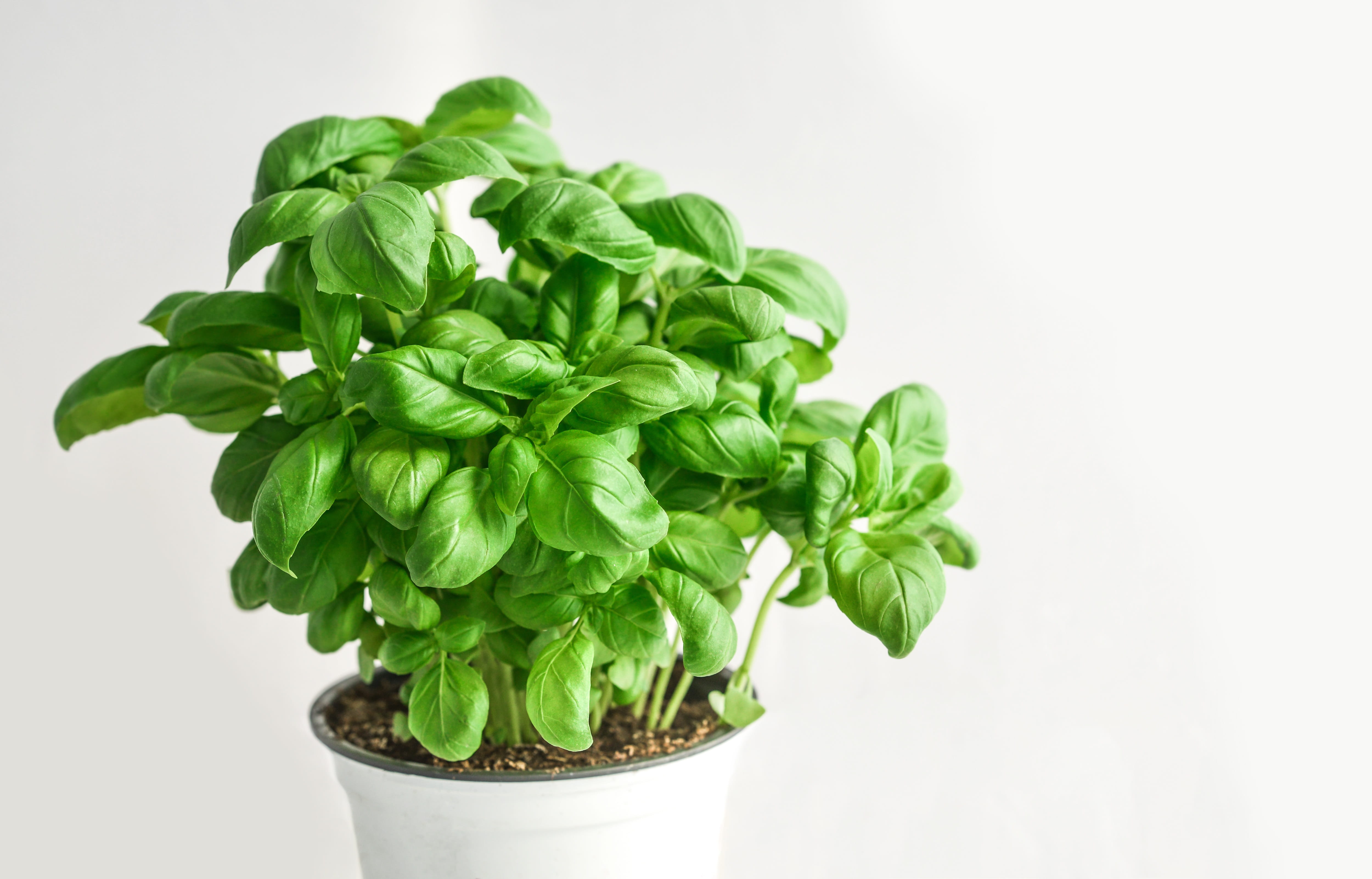 spice, plant, food and drink, herb, houseplant, herbs, vegetarian, ingredient, green, no people, indoors, natural, cut out, studio shot, nature, green color, HD Wallpaper