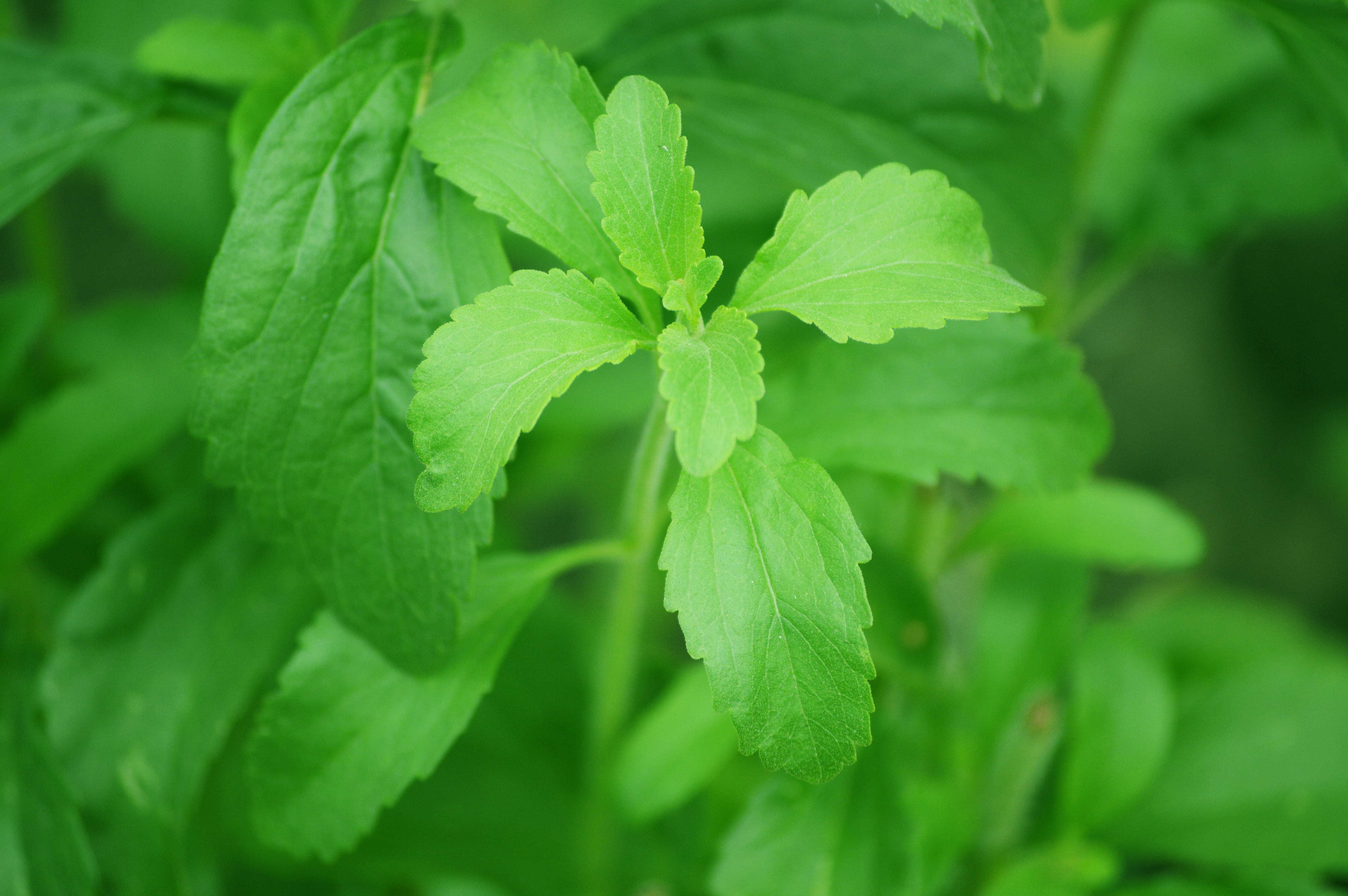 stevia, leaf, backgrounds, green, agriculture, greenery, organic, diet, seasonal, macro, plant part, no people, gardening, food, sugar plant, green color, HD Wallpaper