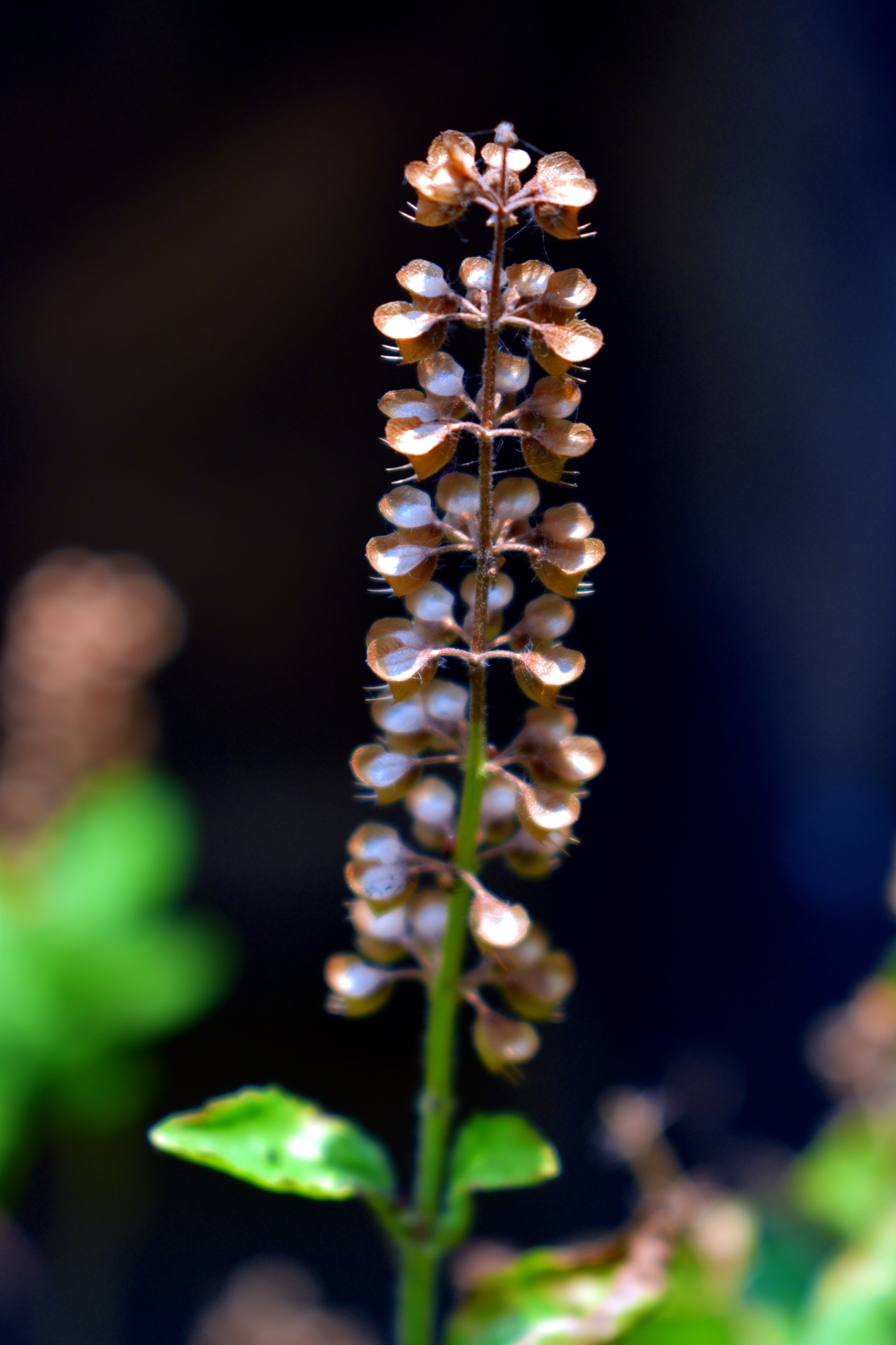 focus on foreground, tulsi seeds, no people, 5K, outdoors, fragility, aromatic, herbs, selective focus, flowering plant, plant, basil holy, beauty in nature, Phone HD Wallpaper