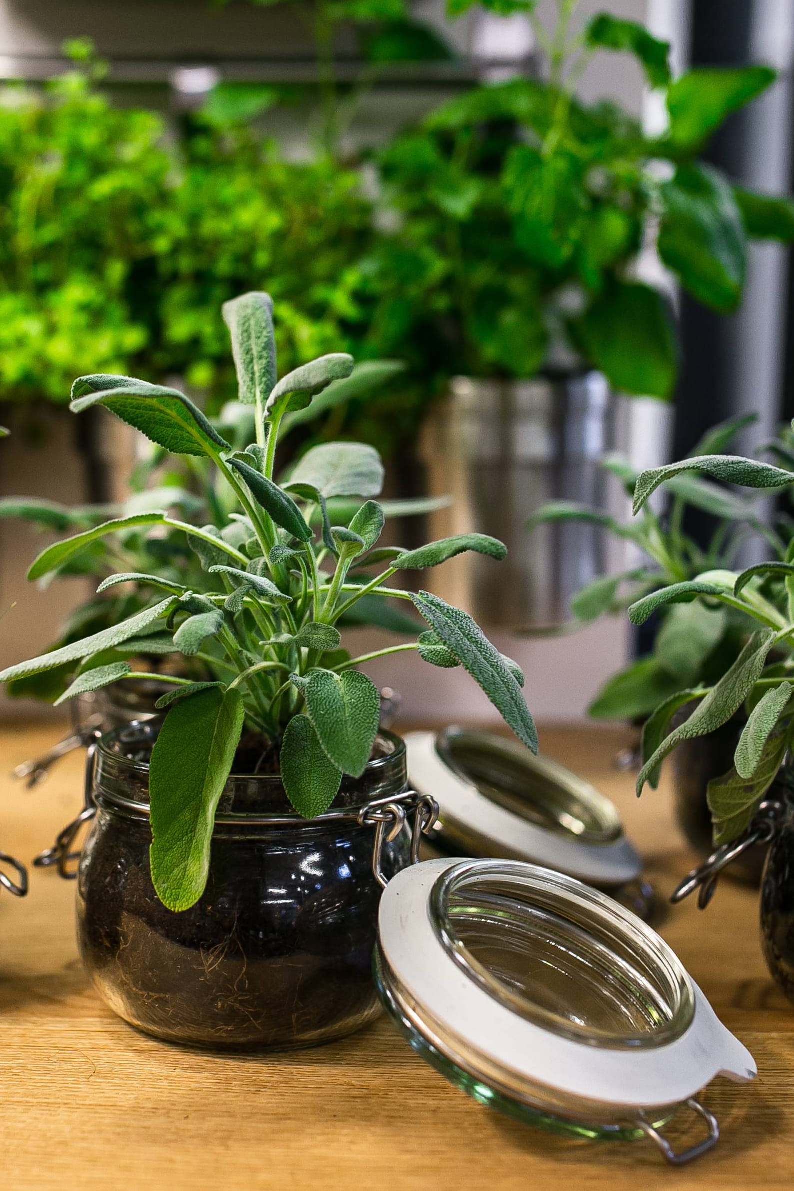 growth, food, gardening, Green plants, organic, plant, focus on foreground, freshness, houseplant, pot, green Color, leaf, glass jars, potted plant, plants, Phone HD Wallpaper