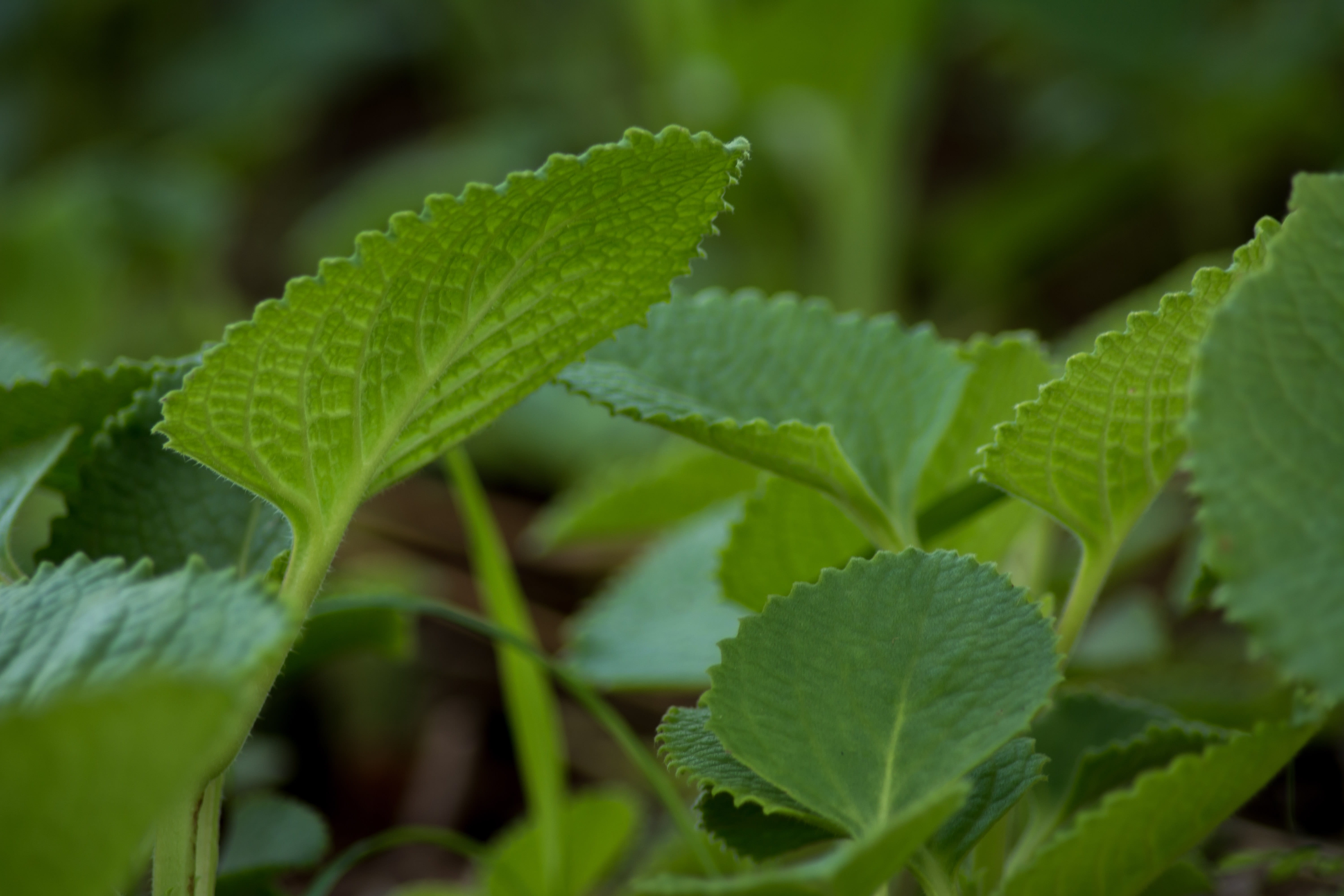 beauty in nature, food, leaf, freshness, botany, wellness, herb, oil, herbal, indian borage, green, outdoors, natural, growth, ajwain, plant, care, no people, HD Wallpaper