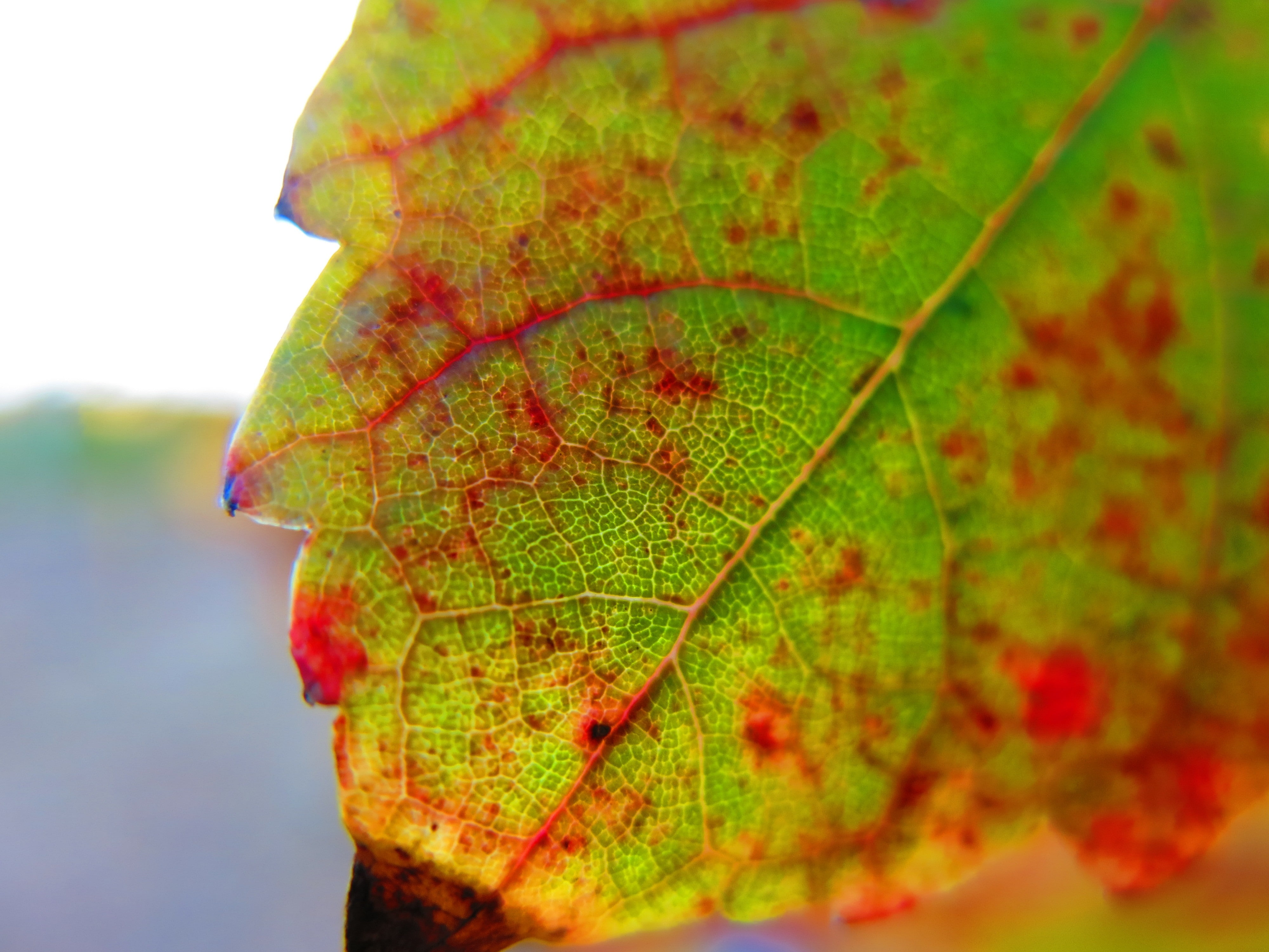 Cyprus, grapevine, cypruswine, 4K, HD Wallpaper