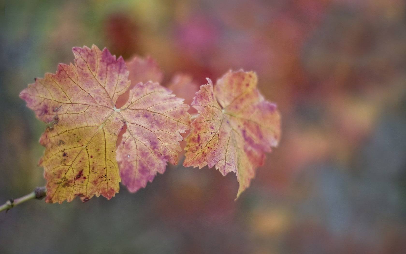 red leaves, 720P, fall, leaves, grapevine, HD Wallpaper