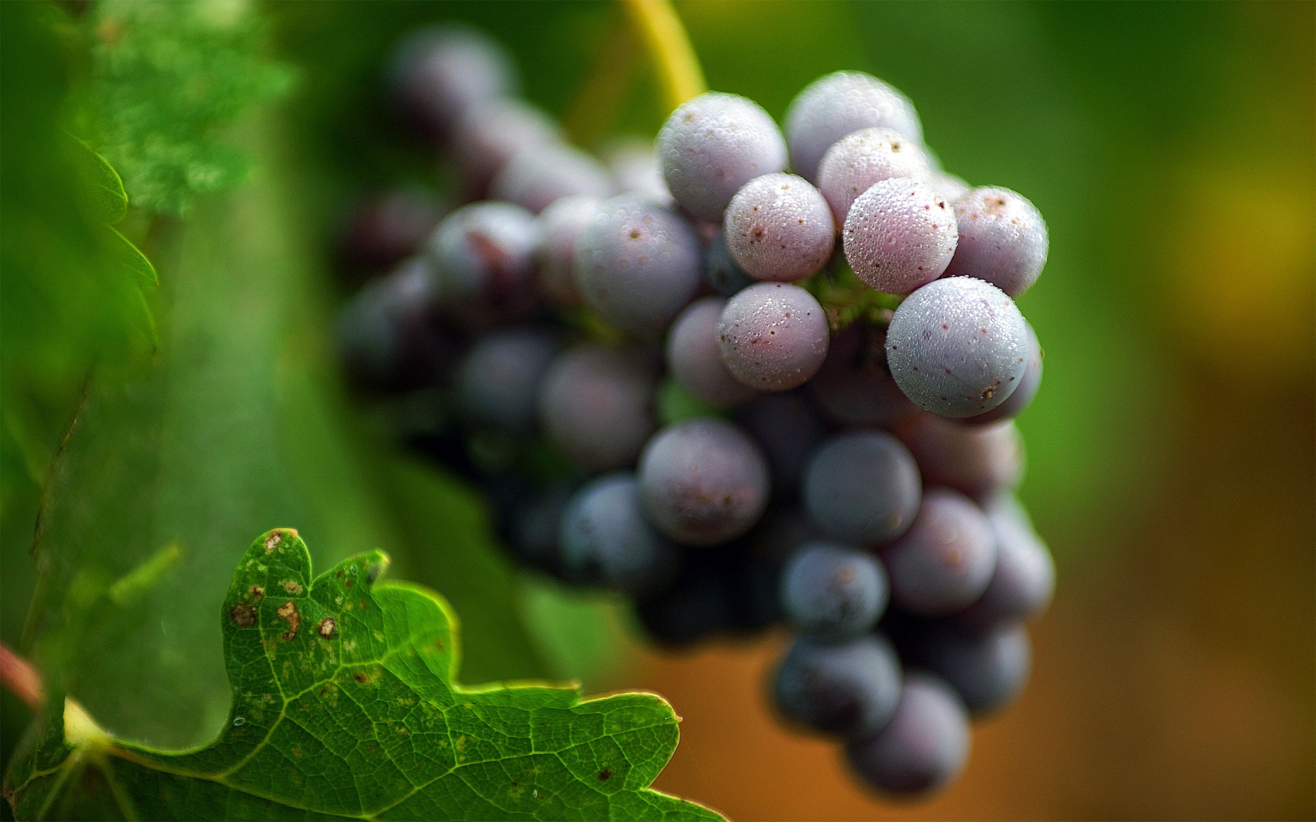 2K, closeup, water drops, nature, grapevine, HD Wallpaper