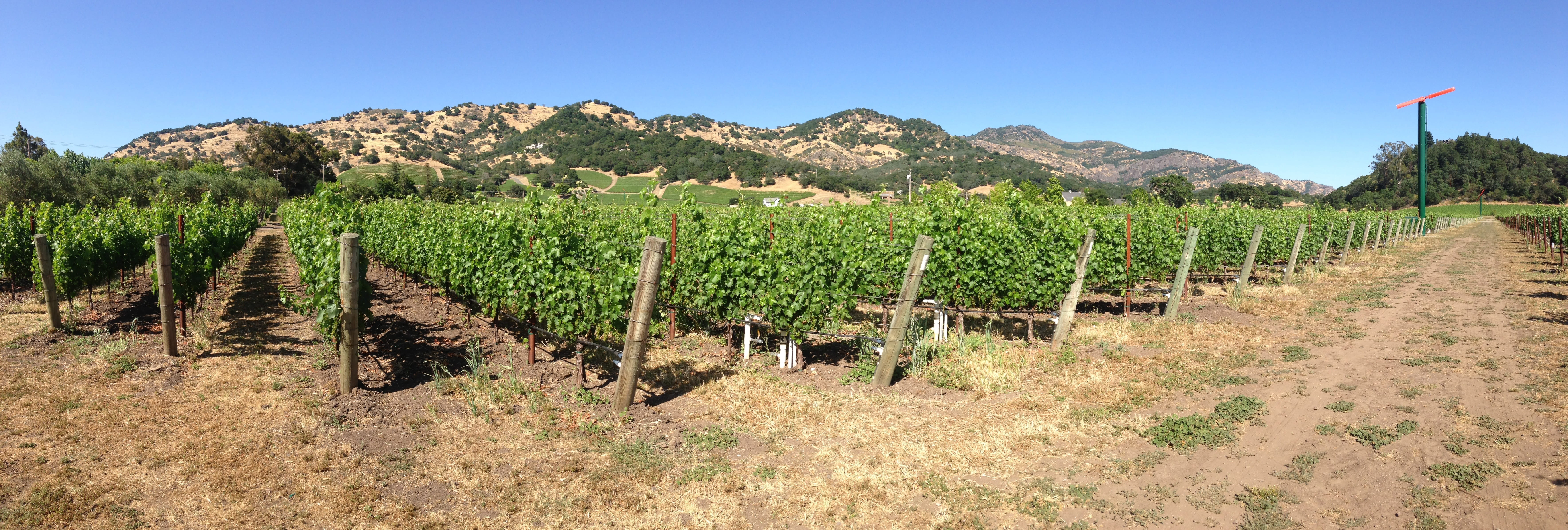 nature, fruit, scenic, landscape, Yountville, northern, grapevine, winery, plant, no people, scenics - nature, valley, vine, daytime, napa, outdoors, sky, HD Wallpaper