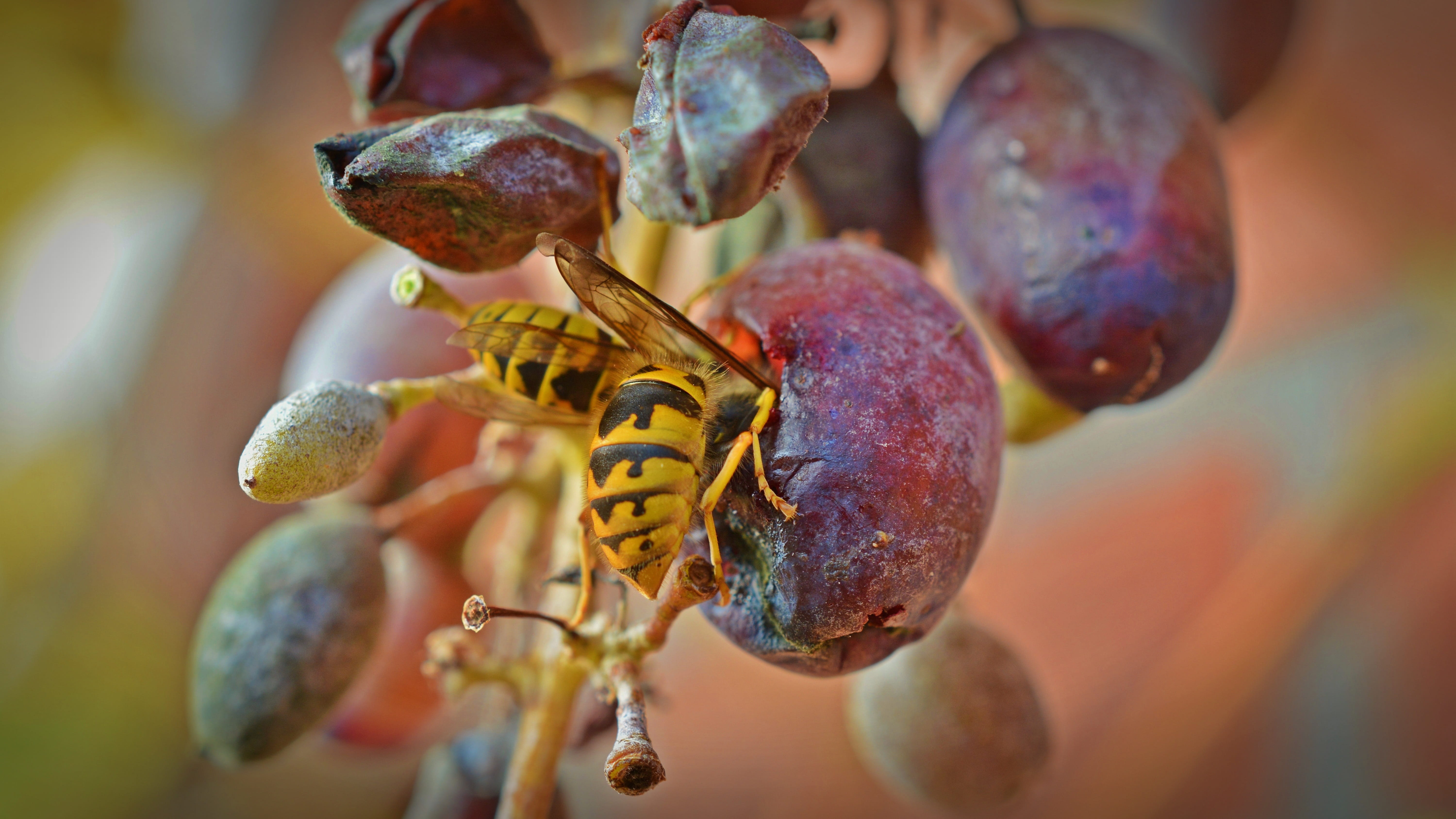 nature, wasps devoured, animal wildlife, healthy eating, no people, grapes, animals in the wild, fruit, wasp on grapes, plant, ripe, 5K, animal, day, beauty in nature, HD Wallpaper