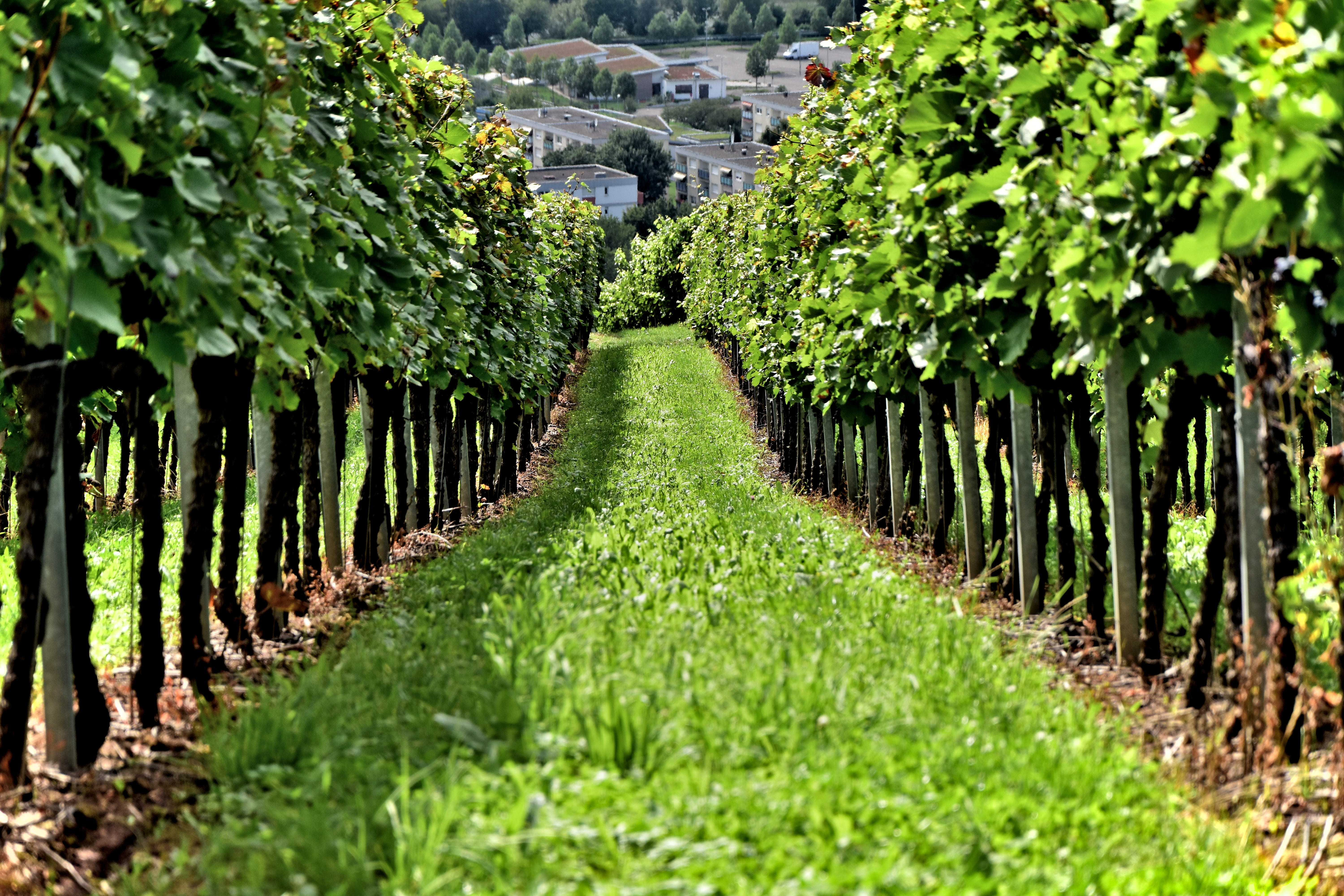 food, treelined, green color, no people, color, winery, outdoors, root, beauty in nature, ground, garden, green, light, scenics - nature, way, organic, HD Wallpaper