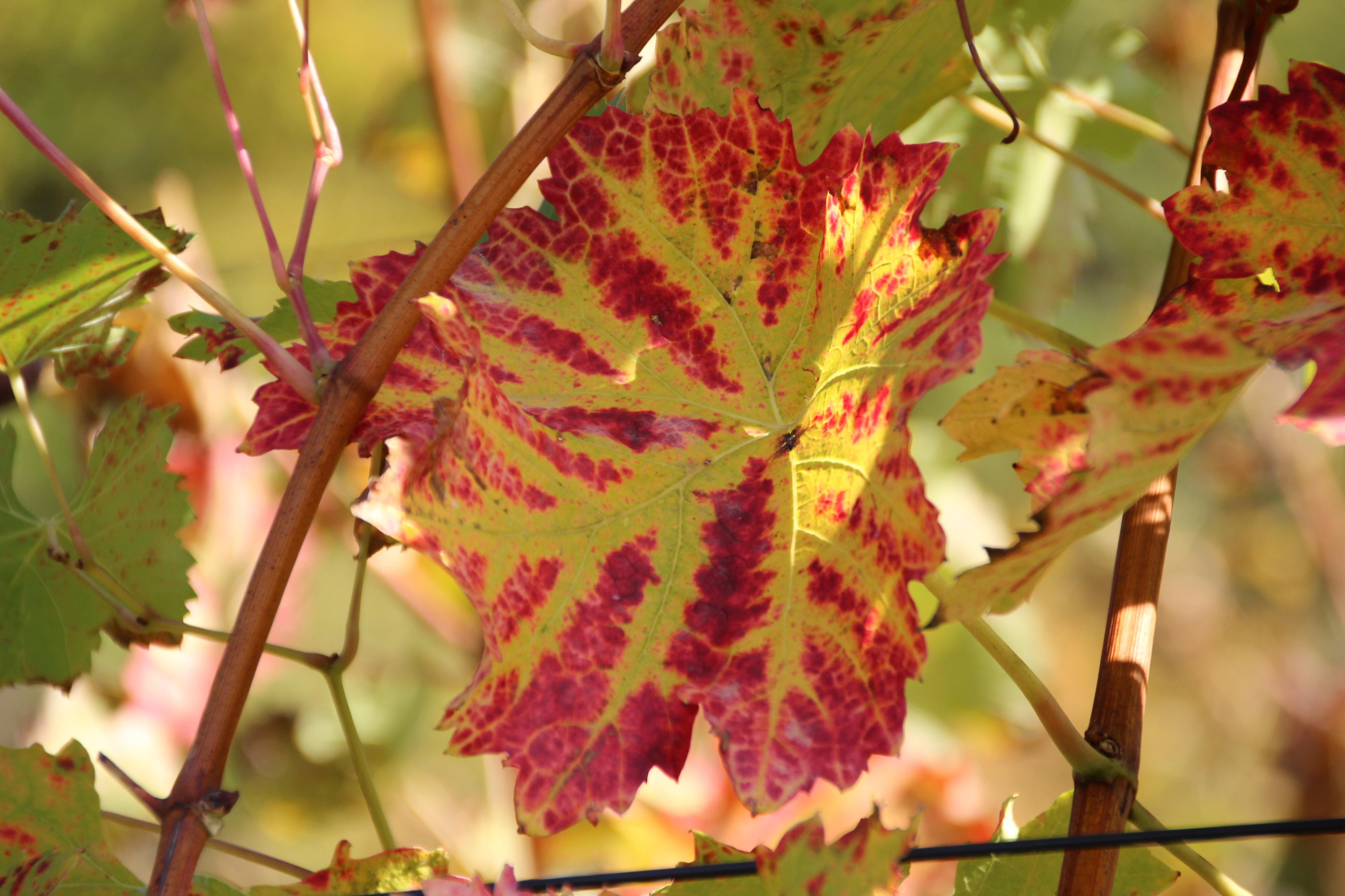 sunny, homeland, 5K, grapevine-leaves, autumn, coloured, HD Wallpaper