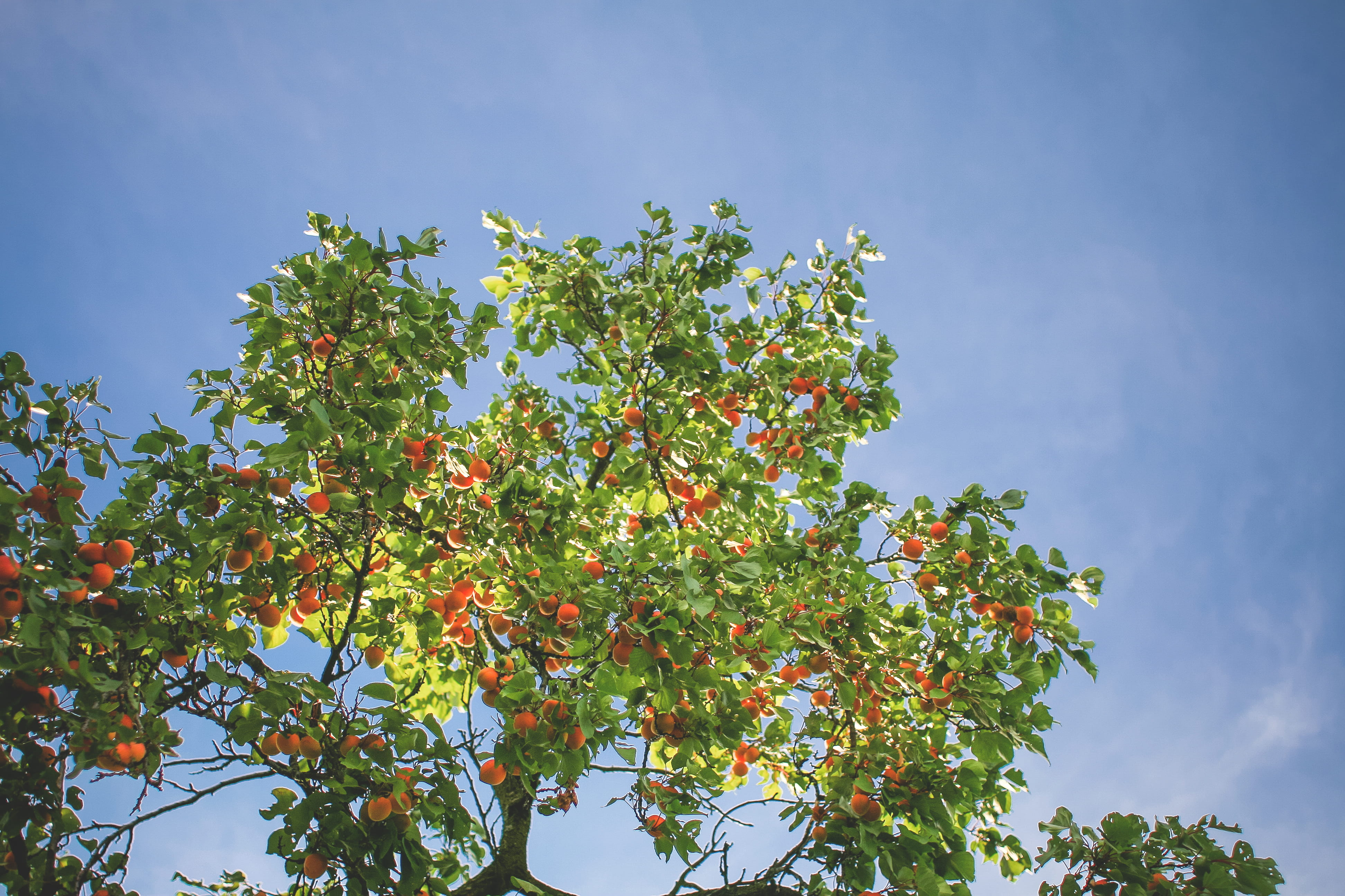 apricot, outdoors, day, low angle view, tree, fruit tree, orange, food and drink, green color, leaf, season, growth, tranquility, autumn, blue, backgrounds, HD Wallpaper