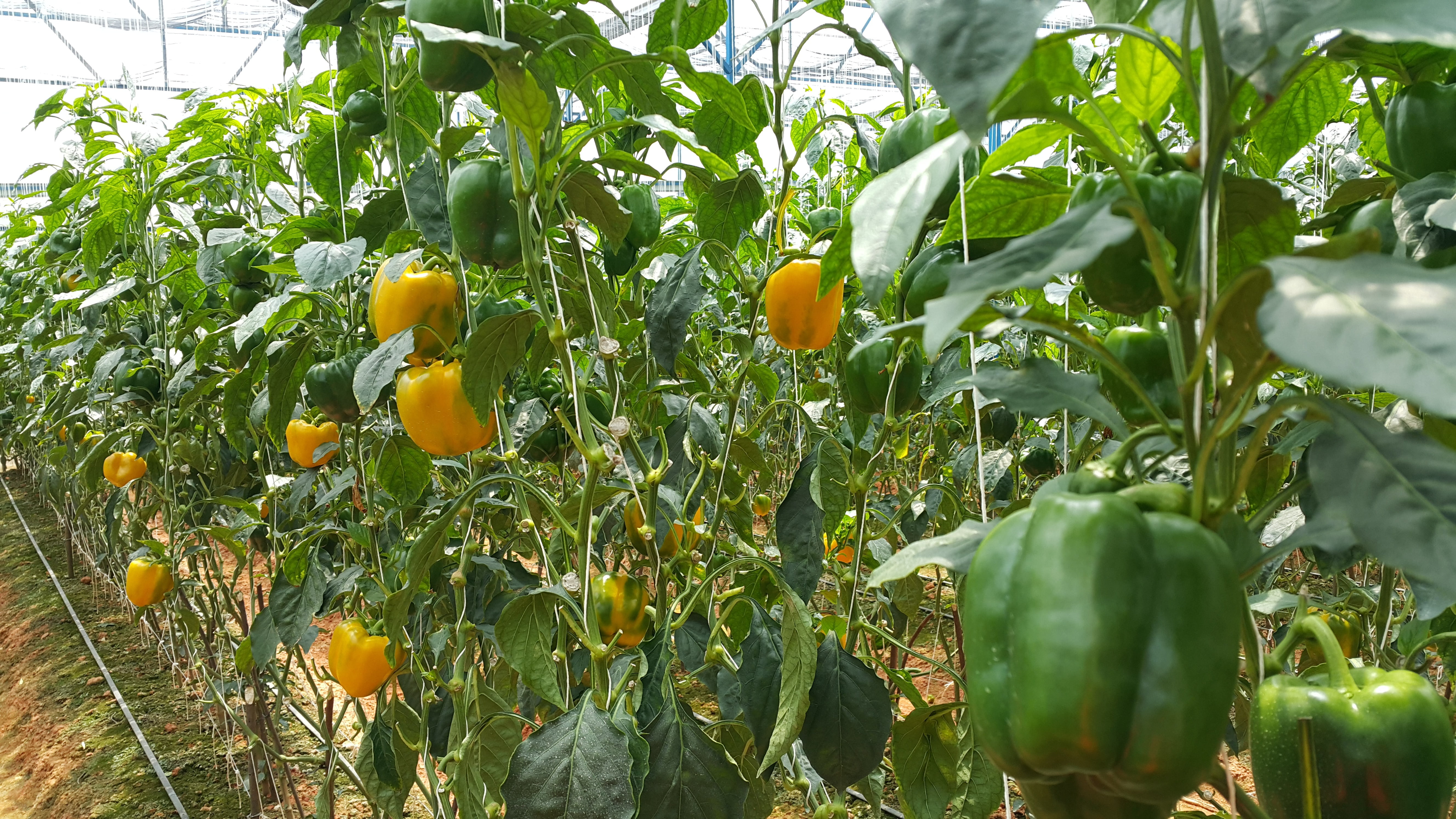 food, no people, tomato, growth, plantation, outdoors, plant, green Color, orange color, capsicum garden, leaf, plant part, citrus fruit, organic, wellbeing, HD Wallpaper