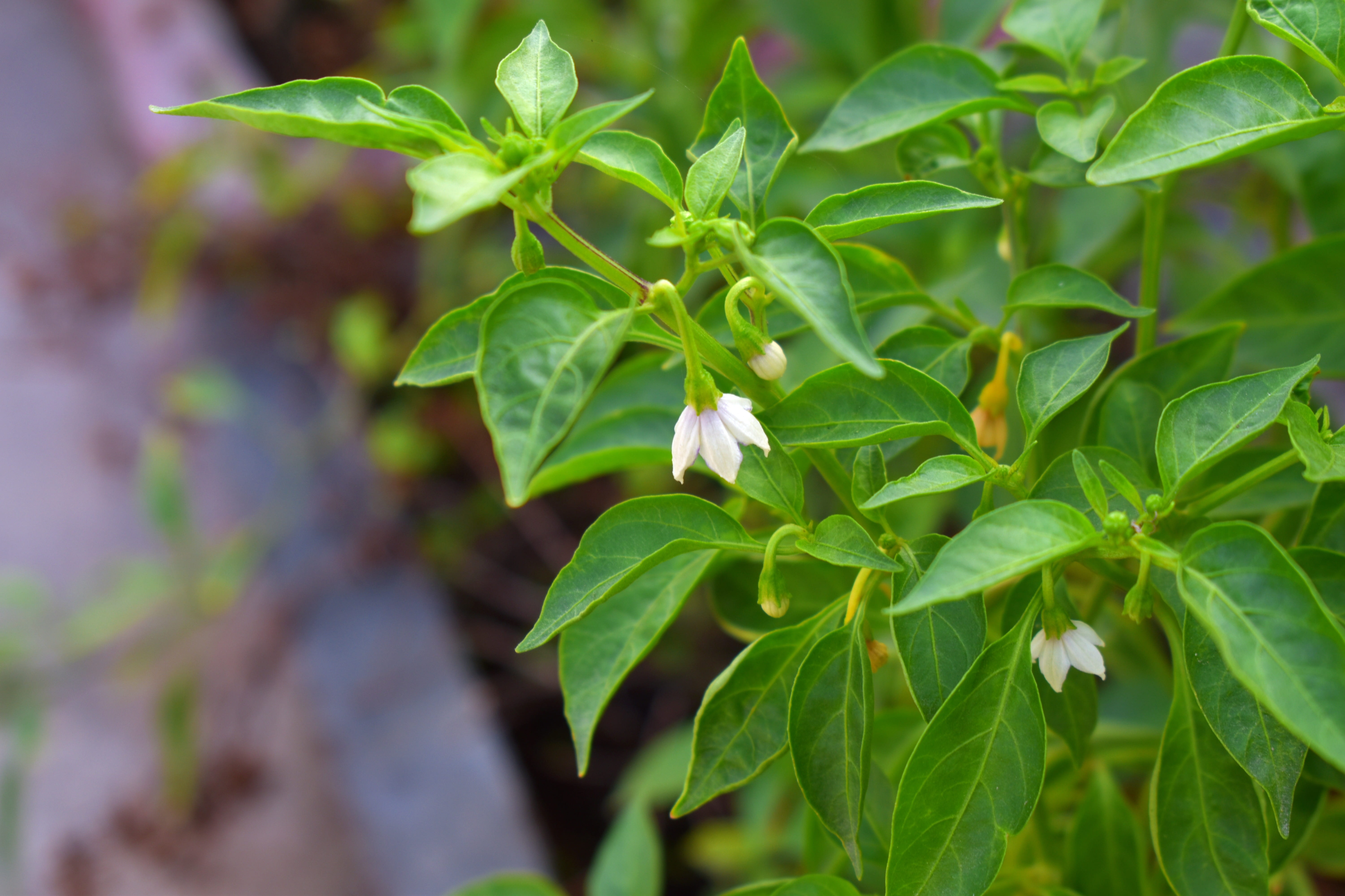 chili pepper, herbal medicine, leaf, outdoors, plant part, flower, agriculture, food, capsicum flowers, nature, white flowers, summer, gardening, chillies, HD Wallpaper