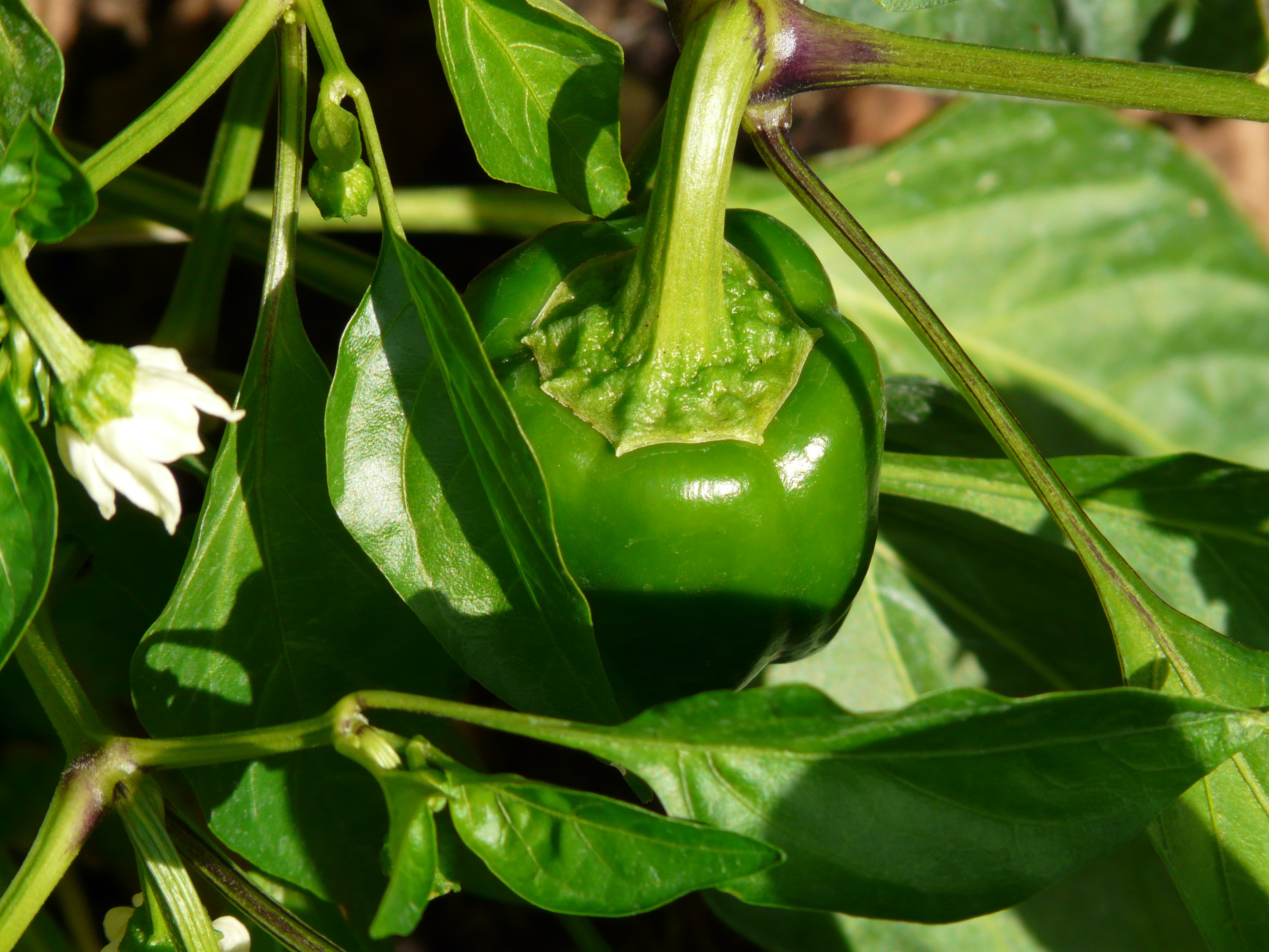 growth, pepper harvest, mature, focus on foreground, bell pepper plant, no people, healthy eating, nature, 2K, beauty in nature, vegetable garden, fruit, HD Wallpaper