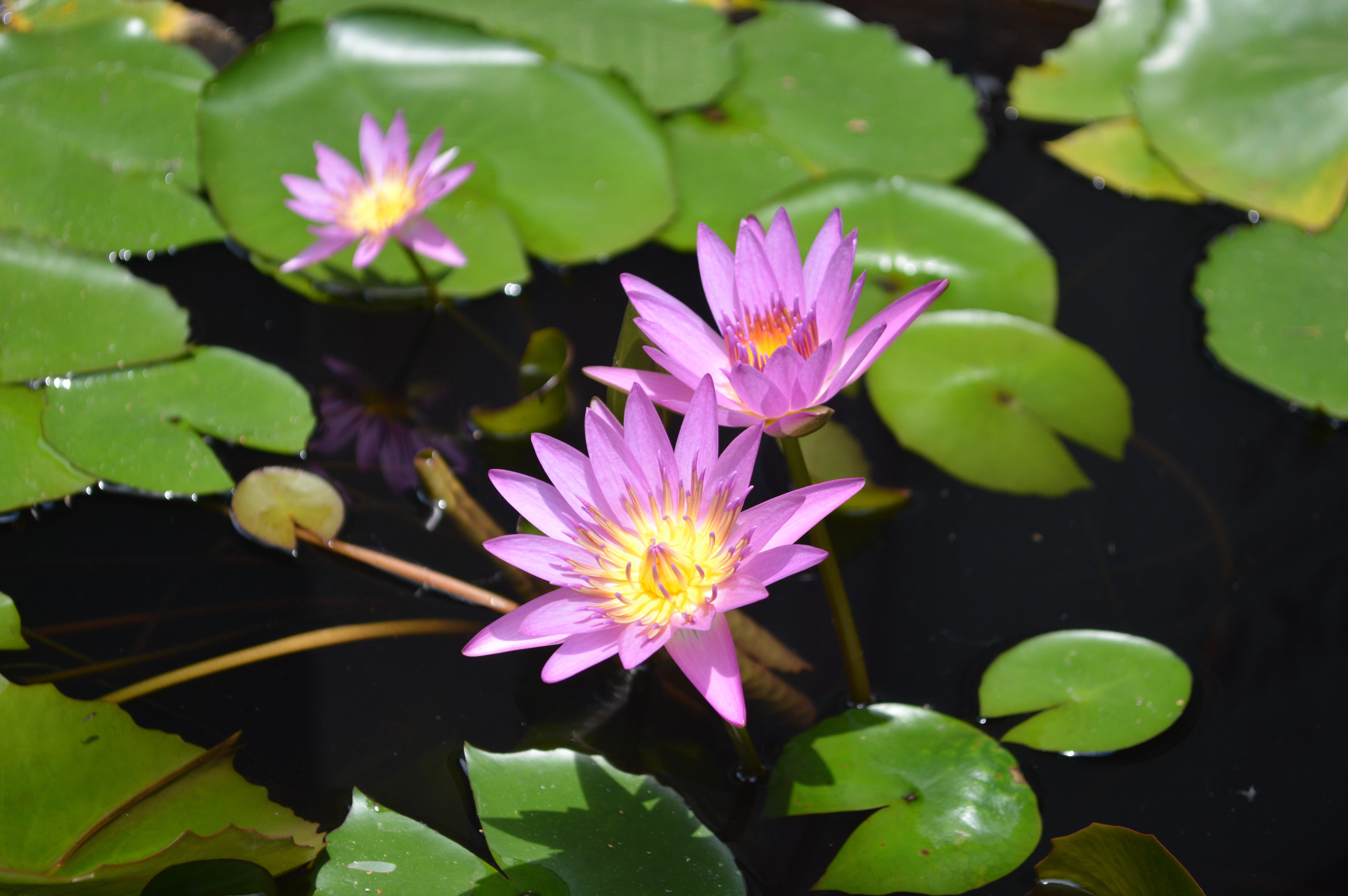 Lotus, lotus stuff, growth, Temple, lotus water lily, plant part, purple, floating on water, floating, beauty in nature, no people, Stuff, fragility, 5K, HD Wallpaper