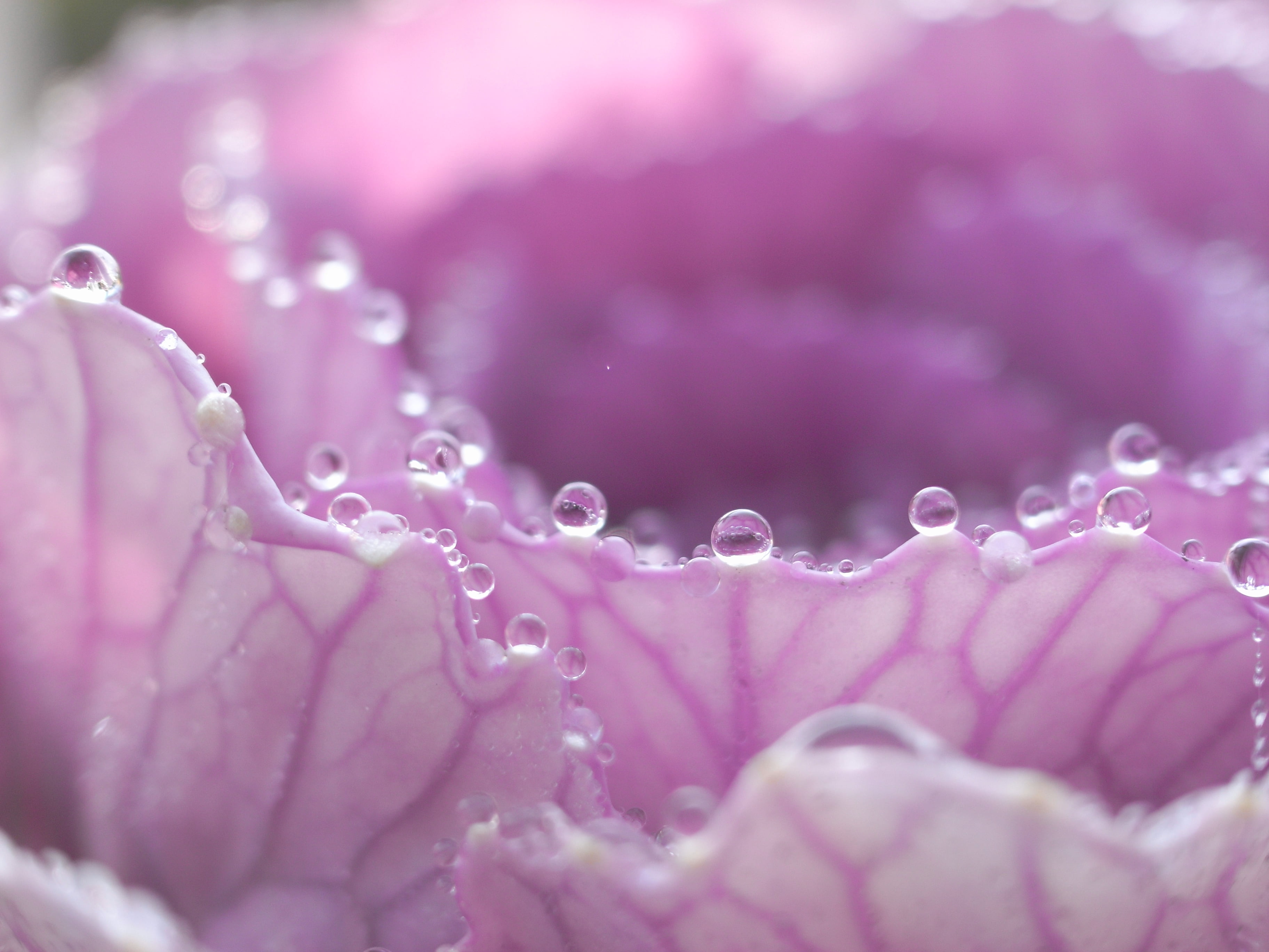 plant, petaled, photo, water drop, nature, 露, petal, macro, close up, pink, flower, purple, drop, dewdrop, kale, dew, close, ornamental, デンパ, close-up, HD Wallpaper