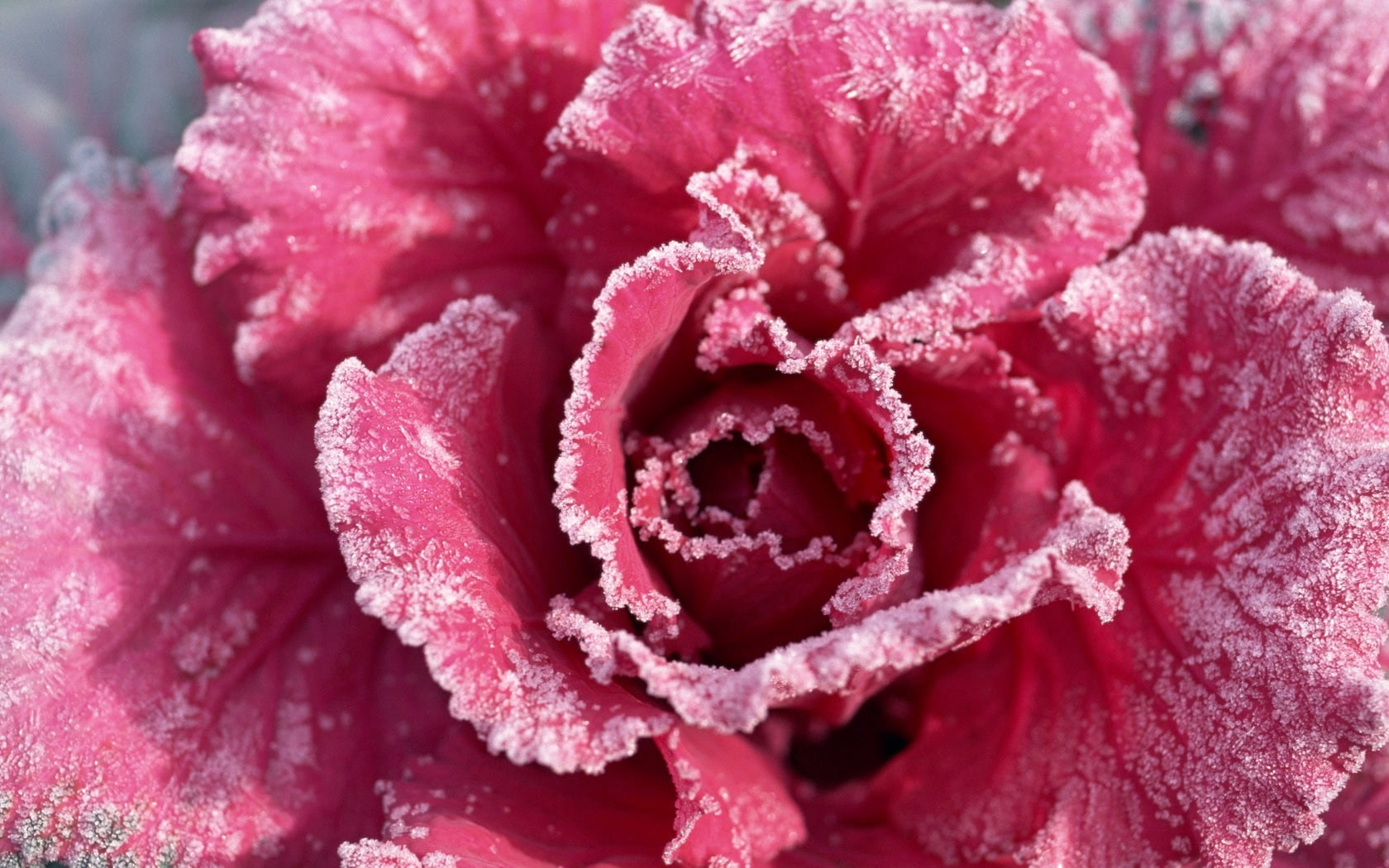 ornamental, kale, pink, growth, flower head, vulnerability, flower, petal, nature, beauty in nature, 720P, rime, dew, flowering plant, plant, wet, bright, HD Wallpaper