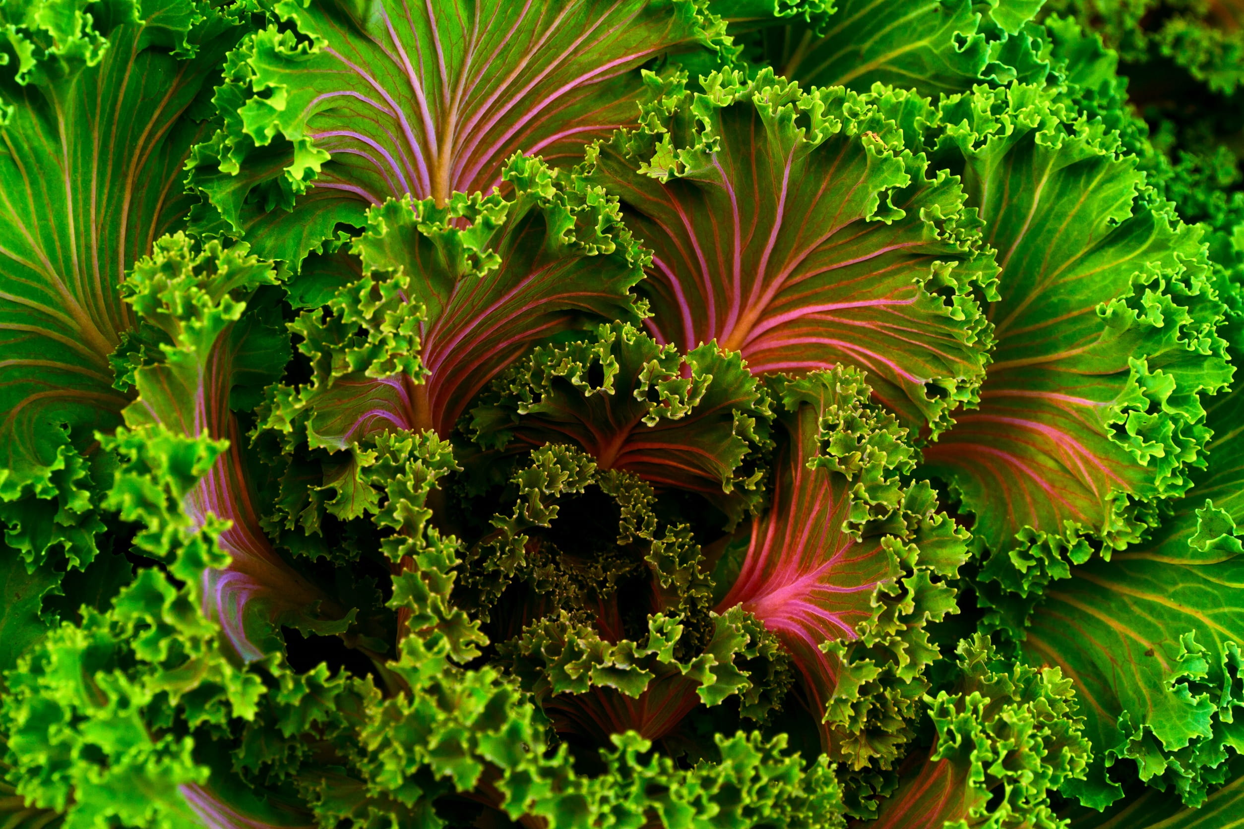 organic, plant, red, lettuce, healthy, green, vegetable, food and drink, beauty in nature, food, colorful, no people, color, green color, close-up, freshness, HD Wallpaper