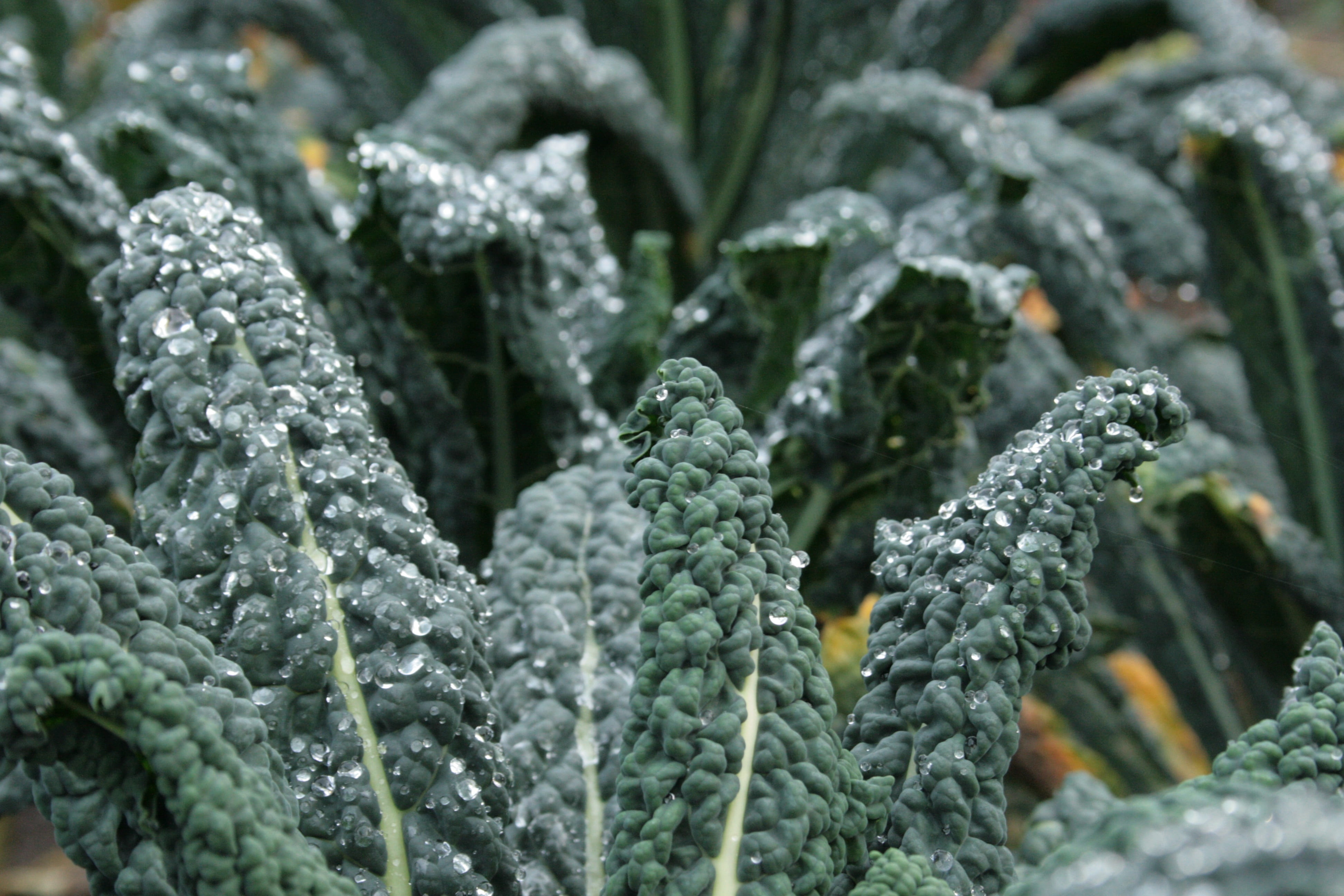 nature, frozen, 4K, plant, vegetable, food and drink, green color, growth, kale, focus on foreground, cold temperature, brassica oleracea, outdoors, no people, HD Wallpaper