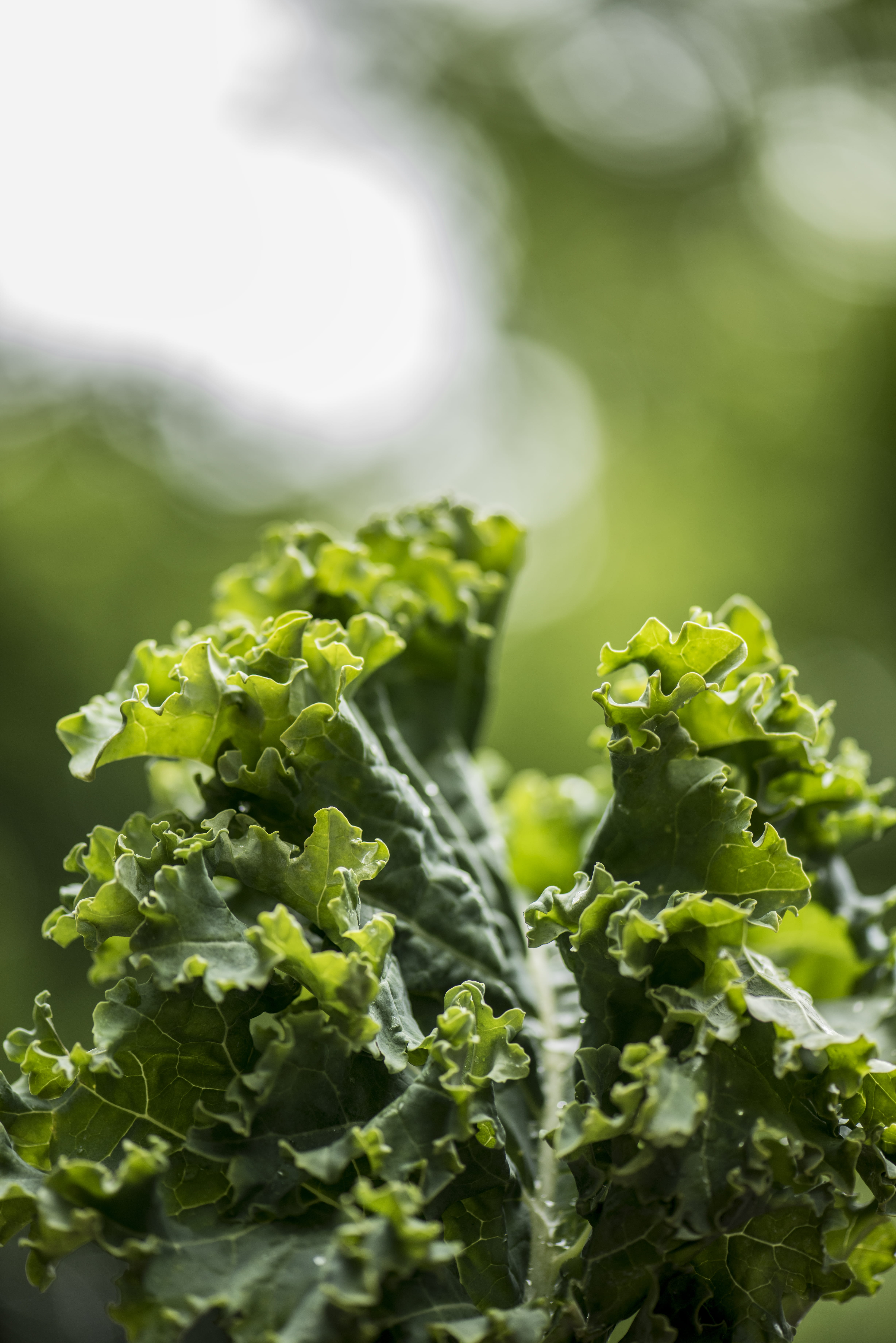 cabbage, growth, sprout, selective focus, beauty in nature, green, vegetable, healthy eating, seasoning, no people, wellbeing, kale, roast, outdoors, day, Phone HD Wallpaper