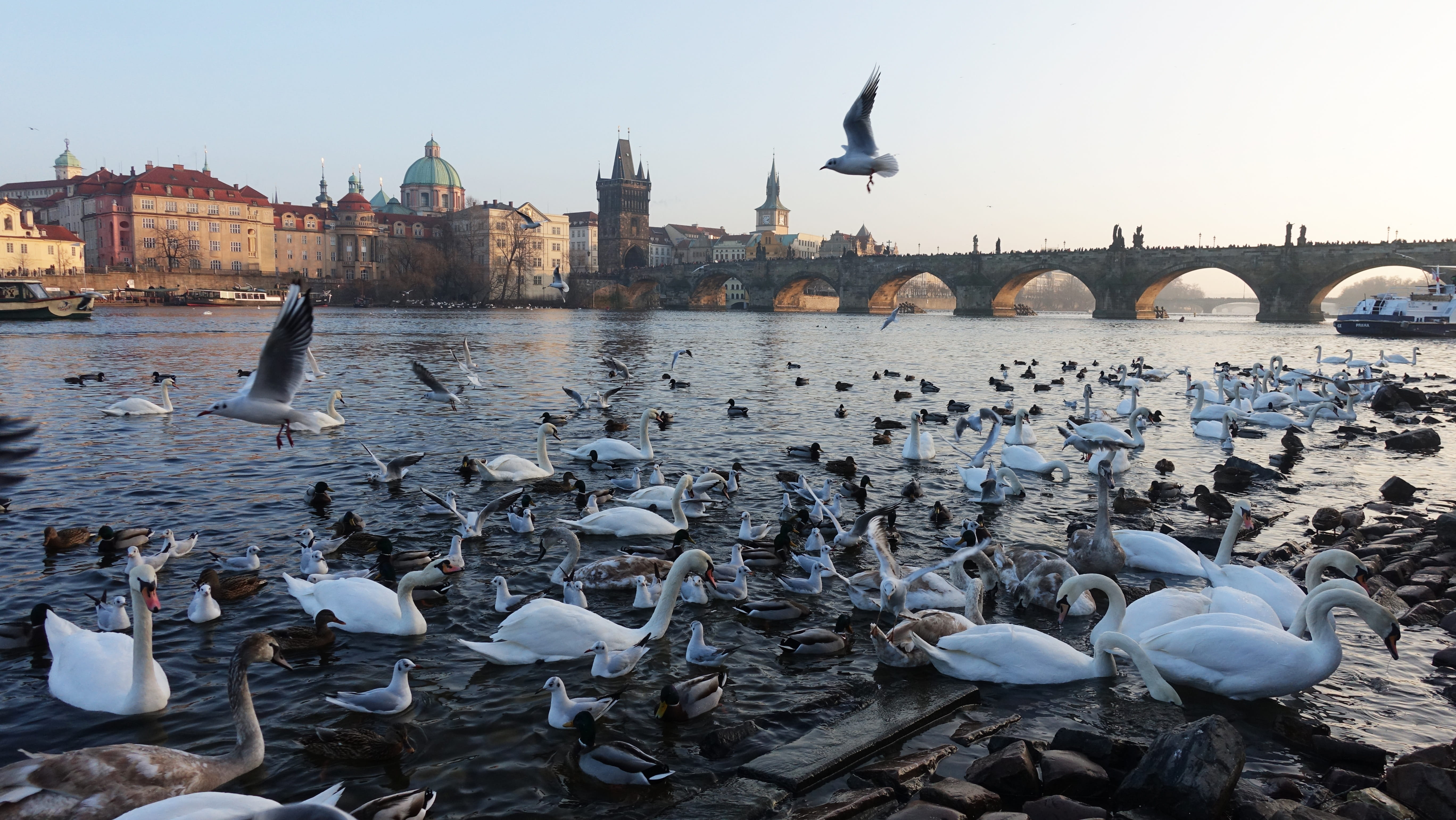animal wildlife, bridge - man made structure, nature, prague, river, vertebrate, swan, 5K, building exterior, travel destinations, built structure, architecture, HD Wallpaper