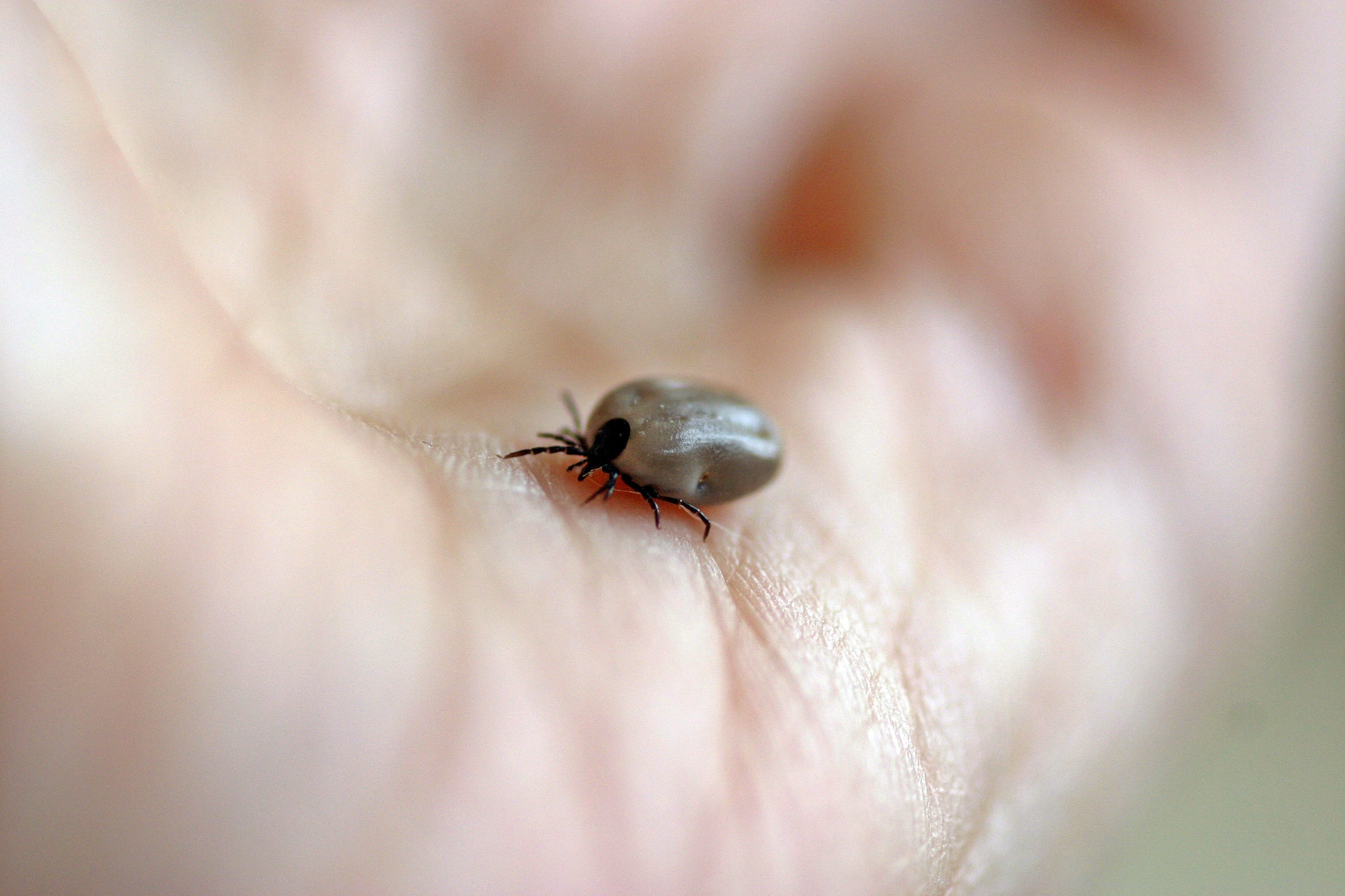 tbe, insect, invertebrate, disease vectors, holding, animals in the wild, pathogen, creature, infection, one person, hand, selective focus, dangerous, ixodida, HD Wallpaper