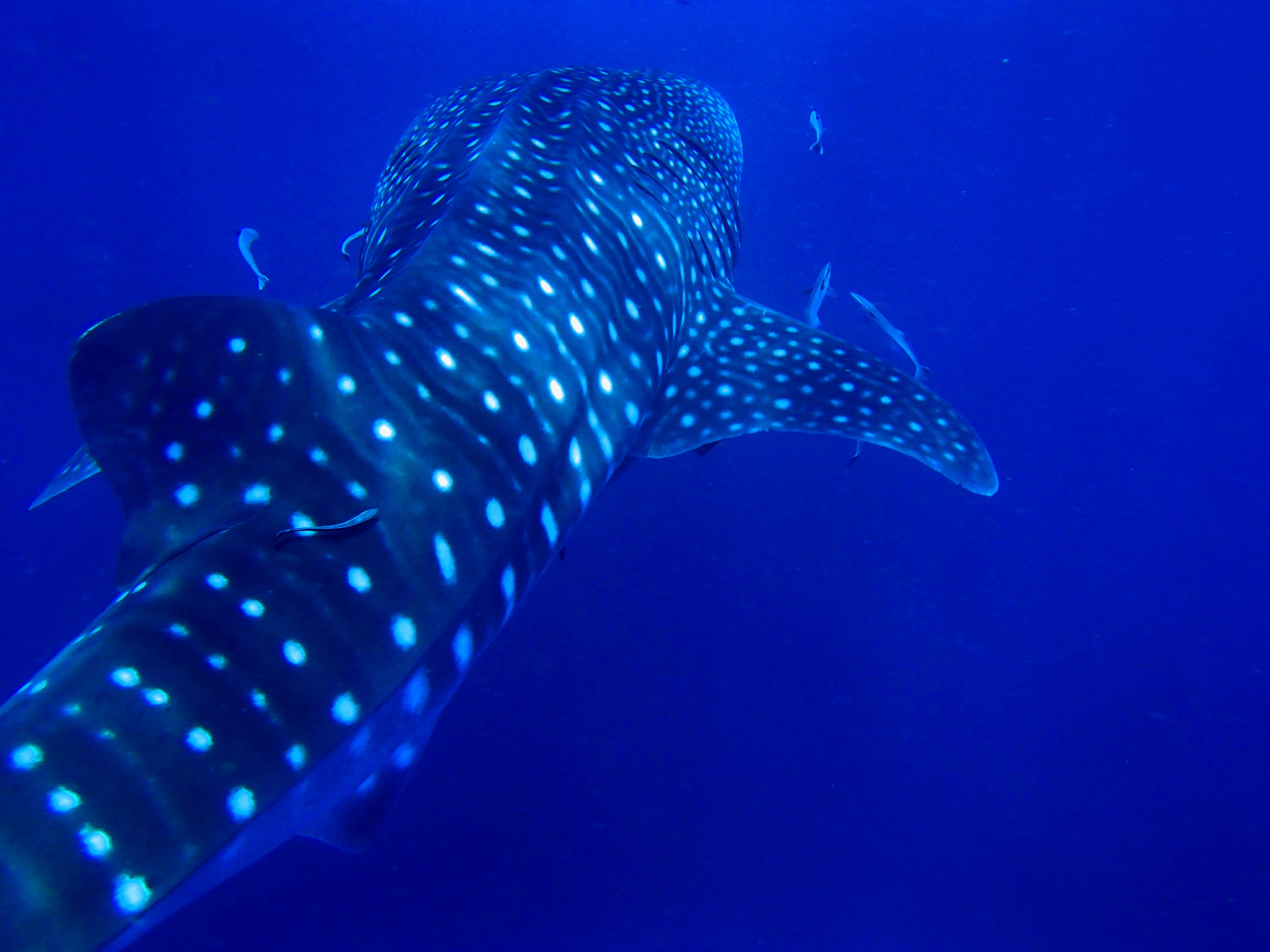 rock sail, Sail, animals in the wild, adult, one animal, whale, marine, fish, diving, scuba diving, 09006-70394, water, undersea, meeting, Rock, kho phan gan, HD Wallpaper